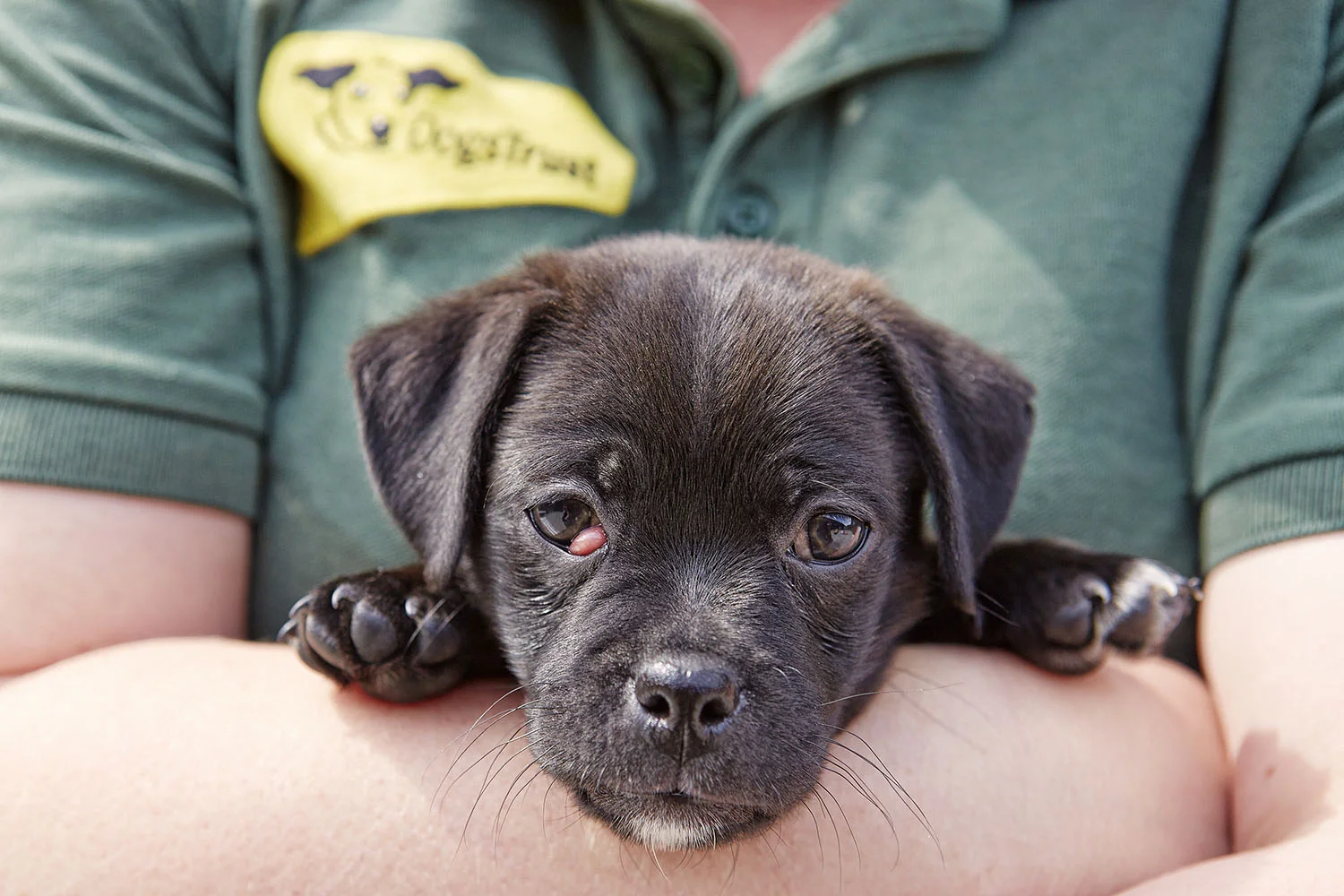 dogstrust.jpg
