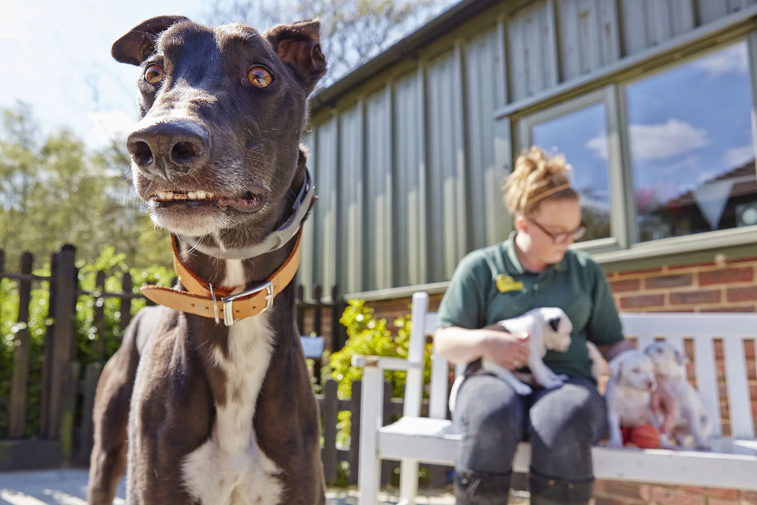 dogstrust1.jpg