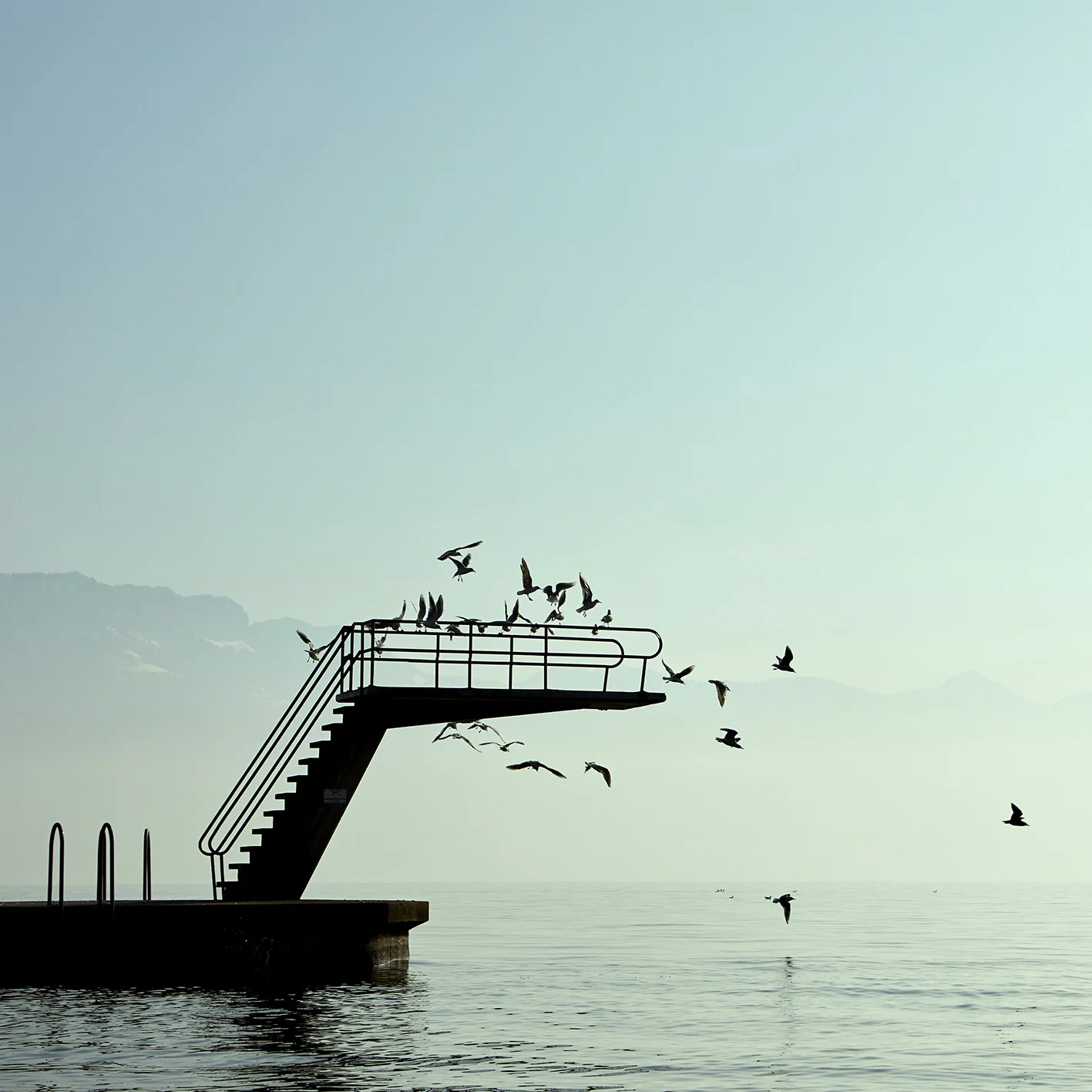 divingseagulls.jpg