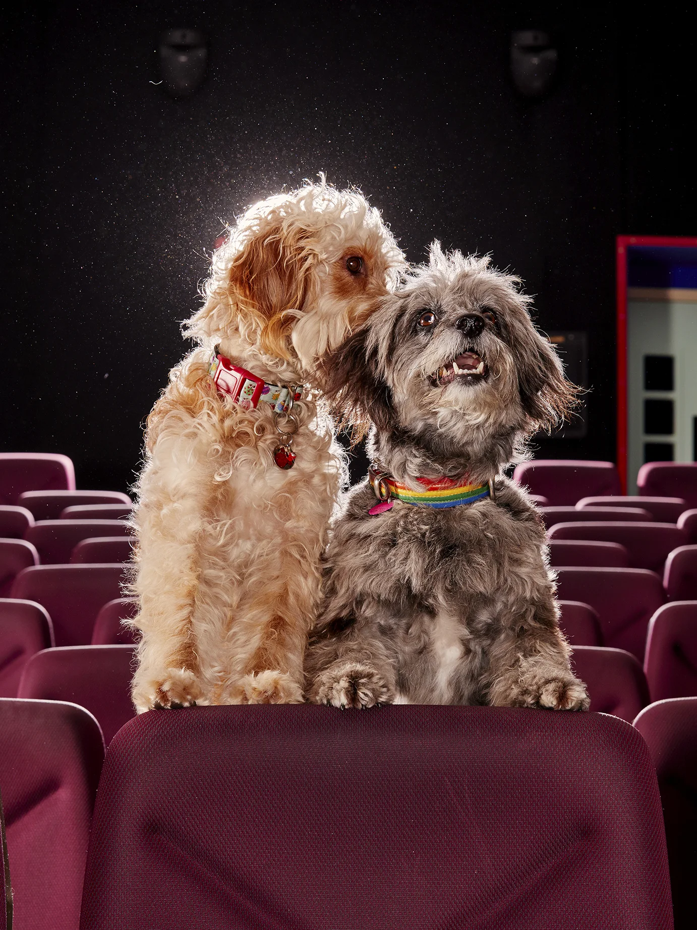 Dogs go to the cinema photo shoot
