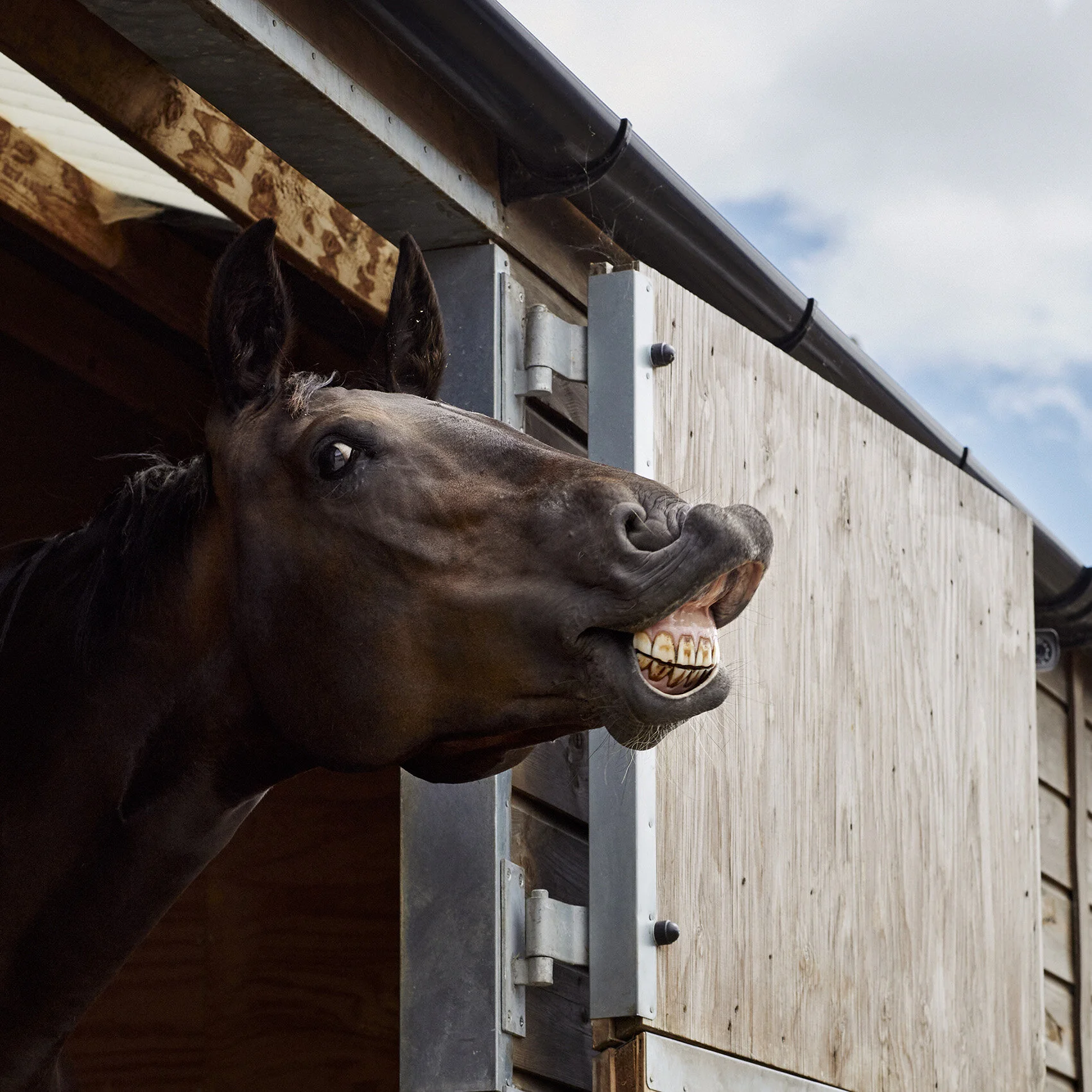 Natasha Baker at her Stables 4