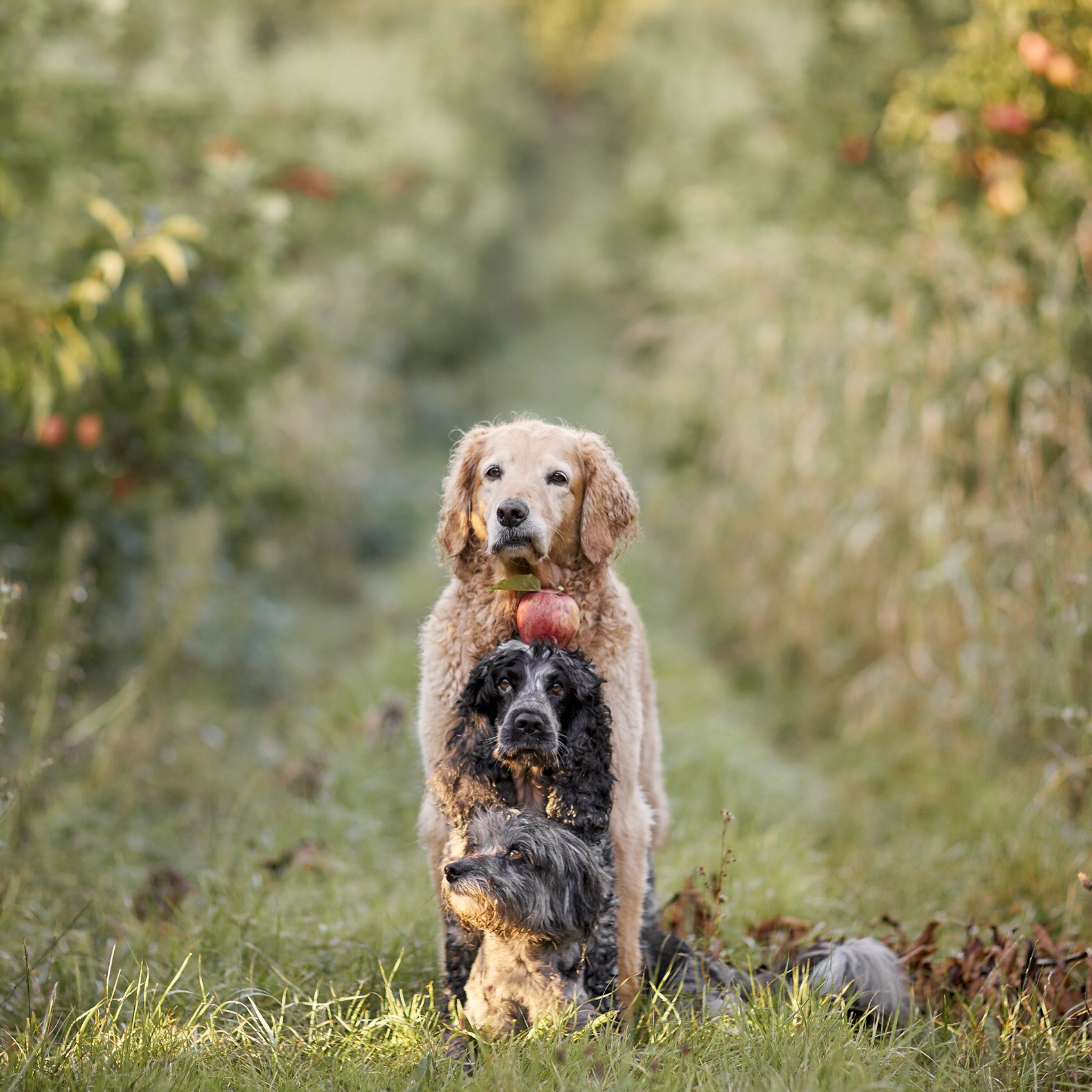 Dogs in an orchard