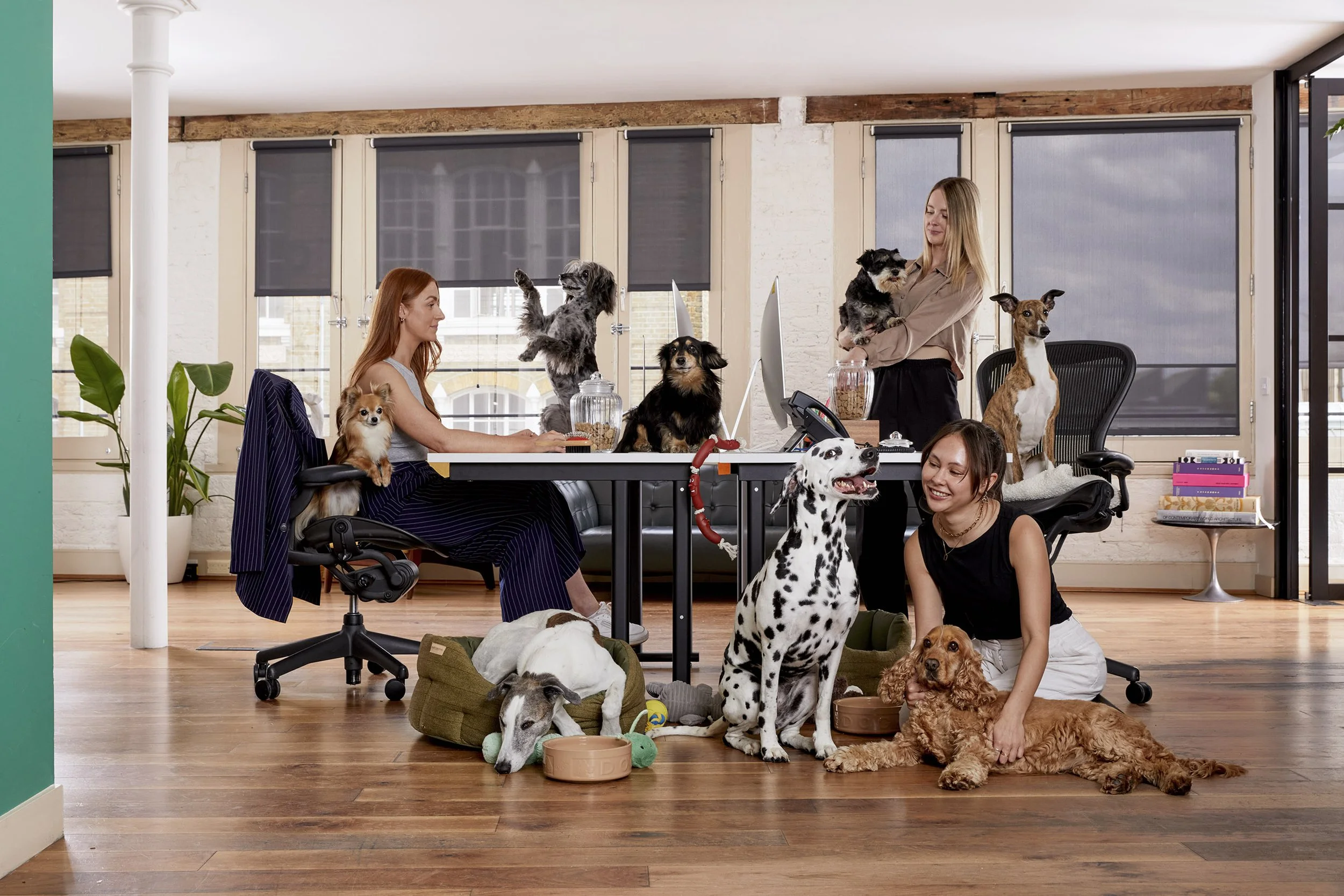 Lily's Kitchen Take your Dog to the Office