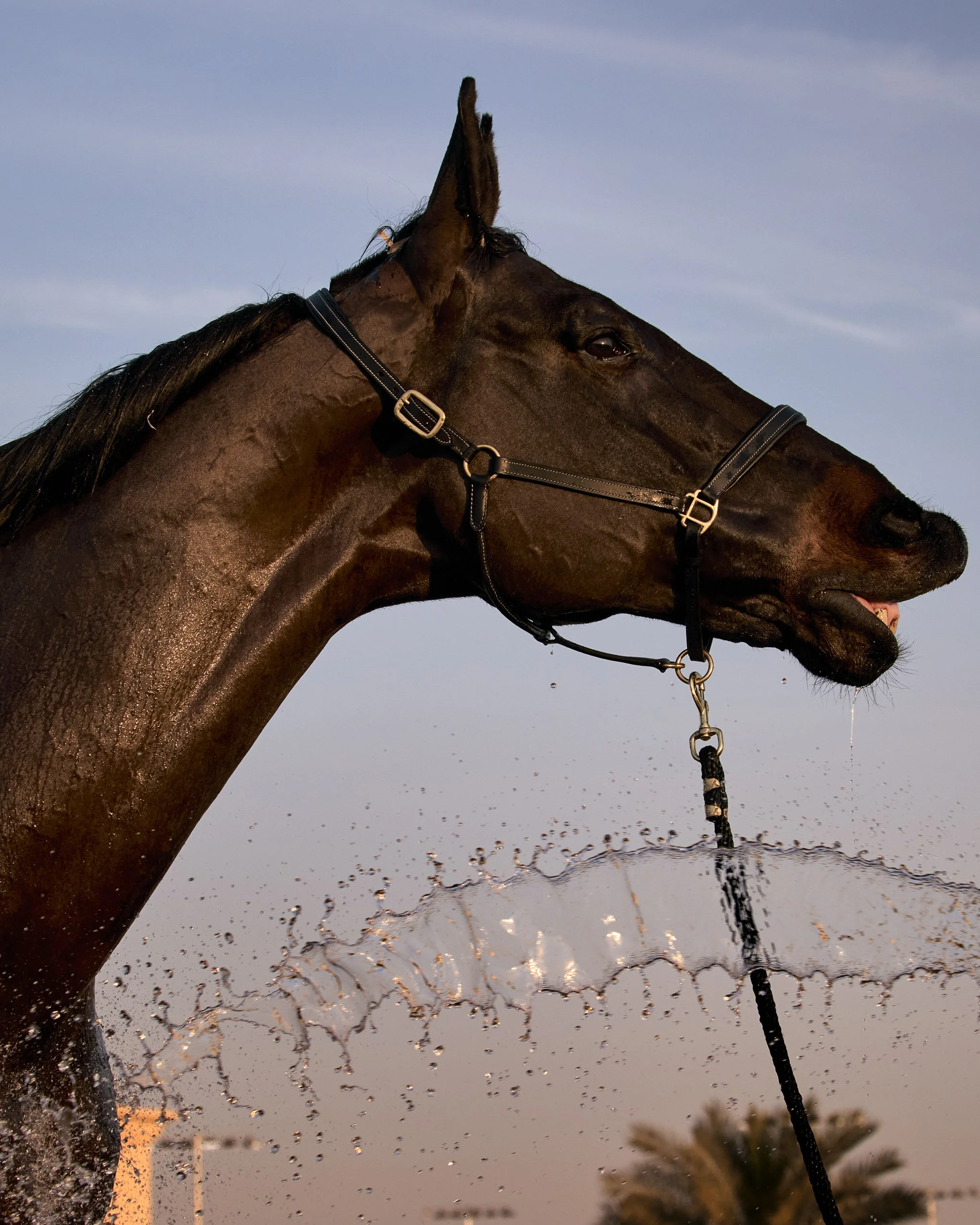 Horse having a shower