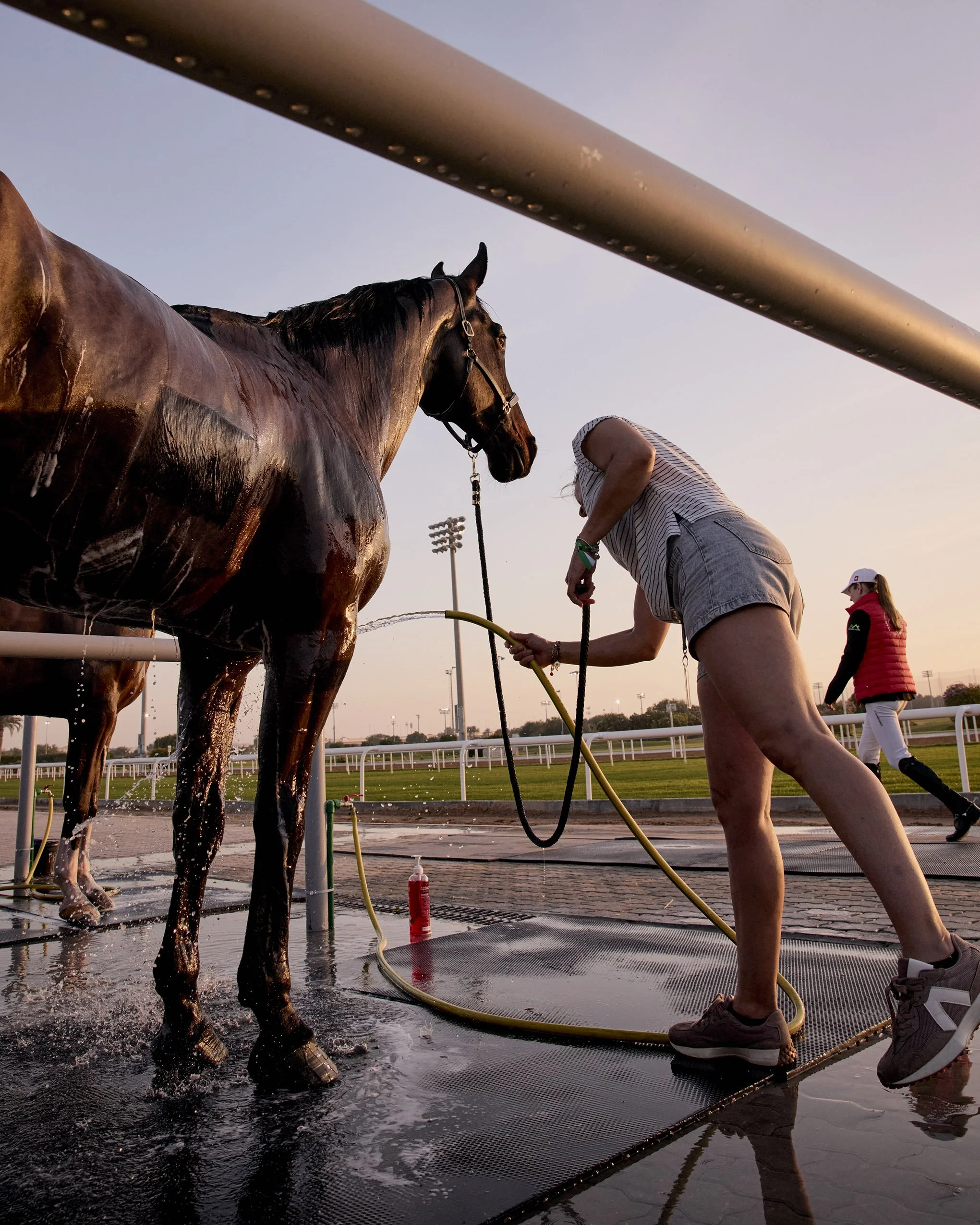 Low angle horse being washed