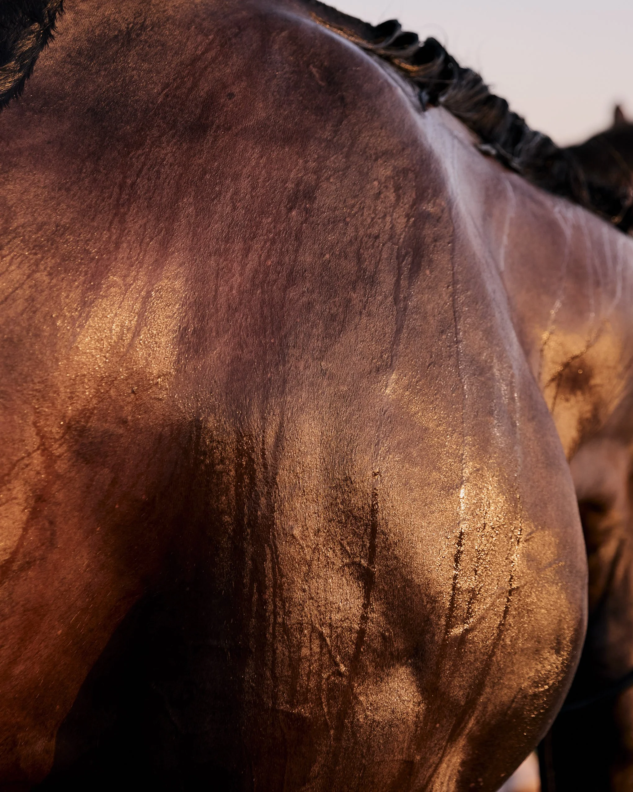 showering horse close up