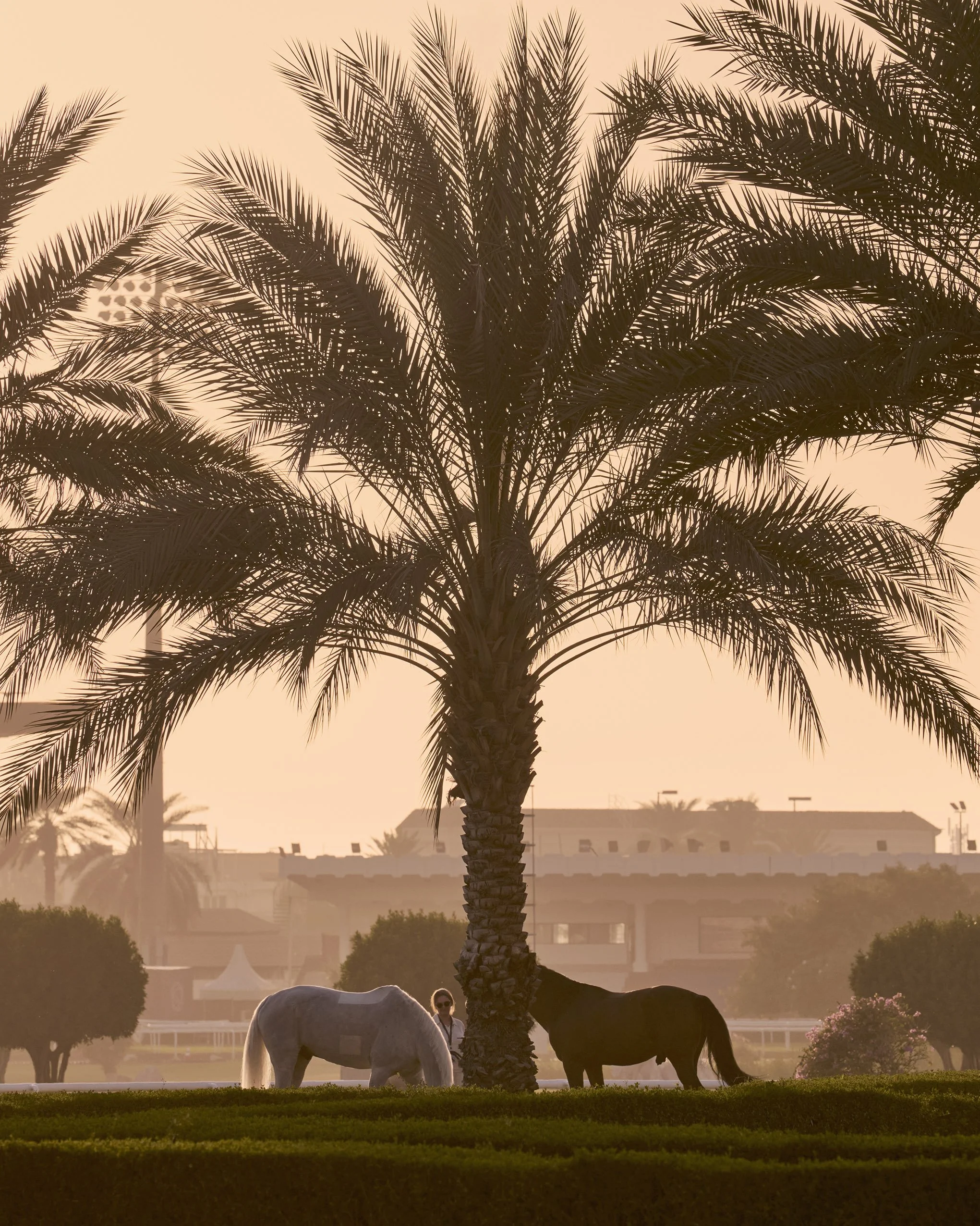 Palm trees and horses