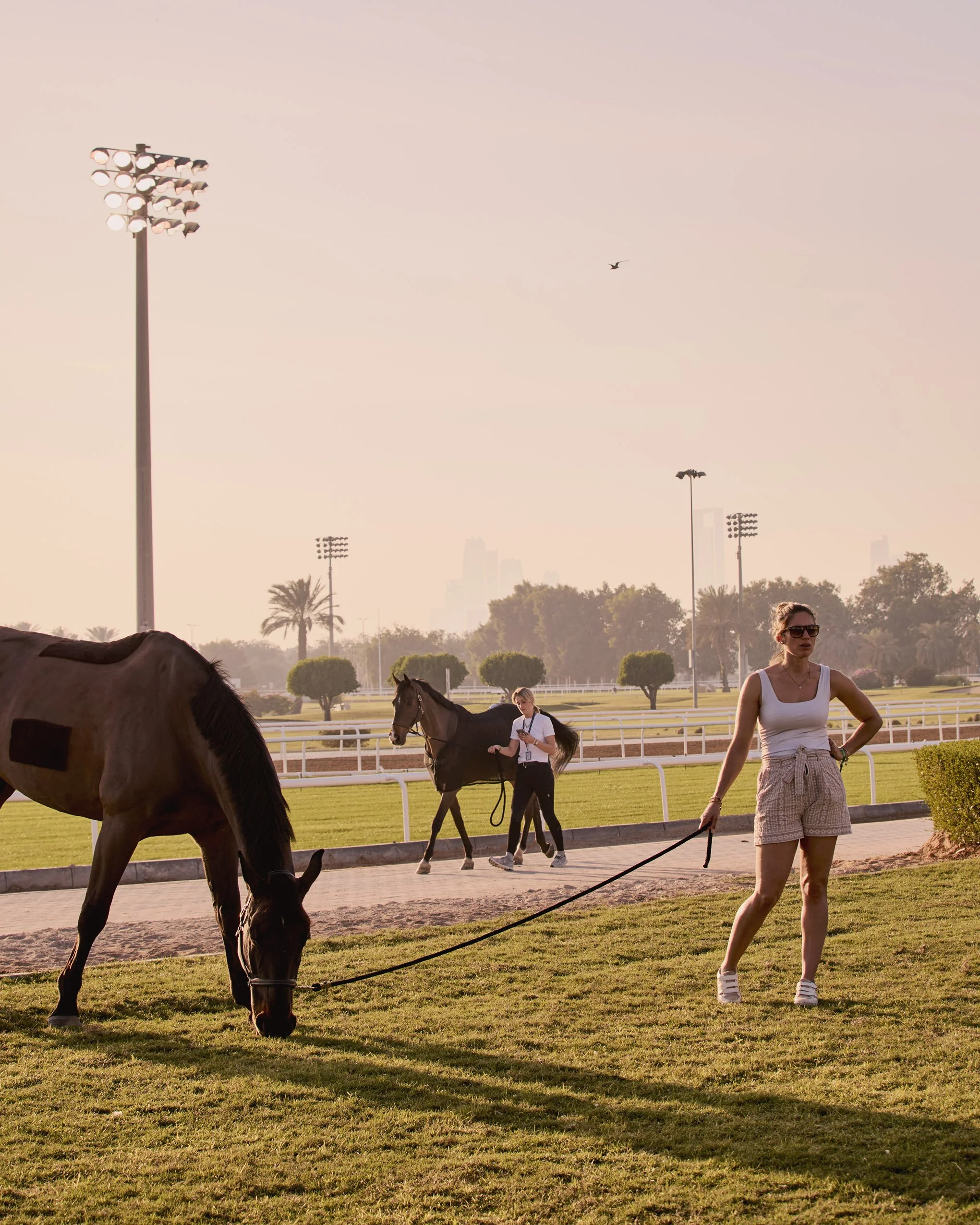 Horses grazing at sunset