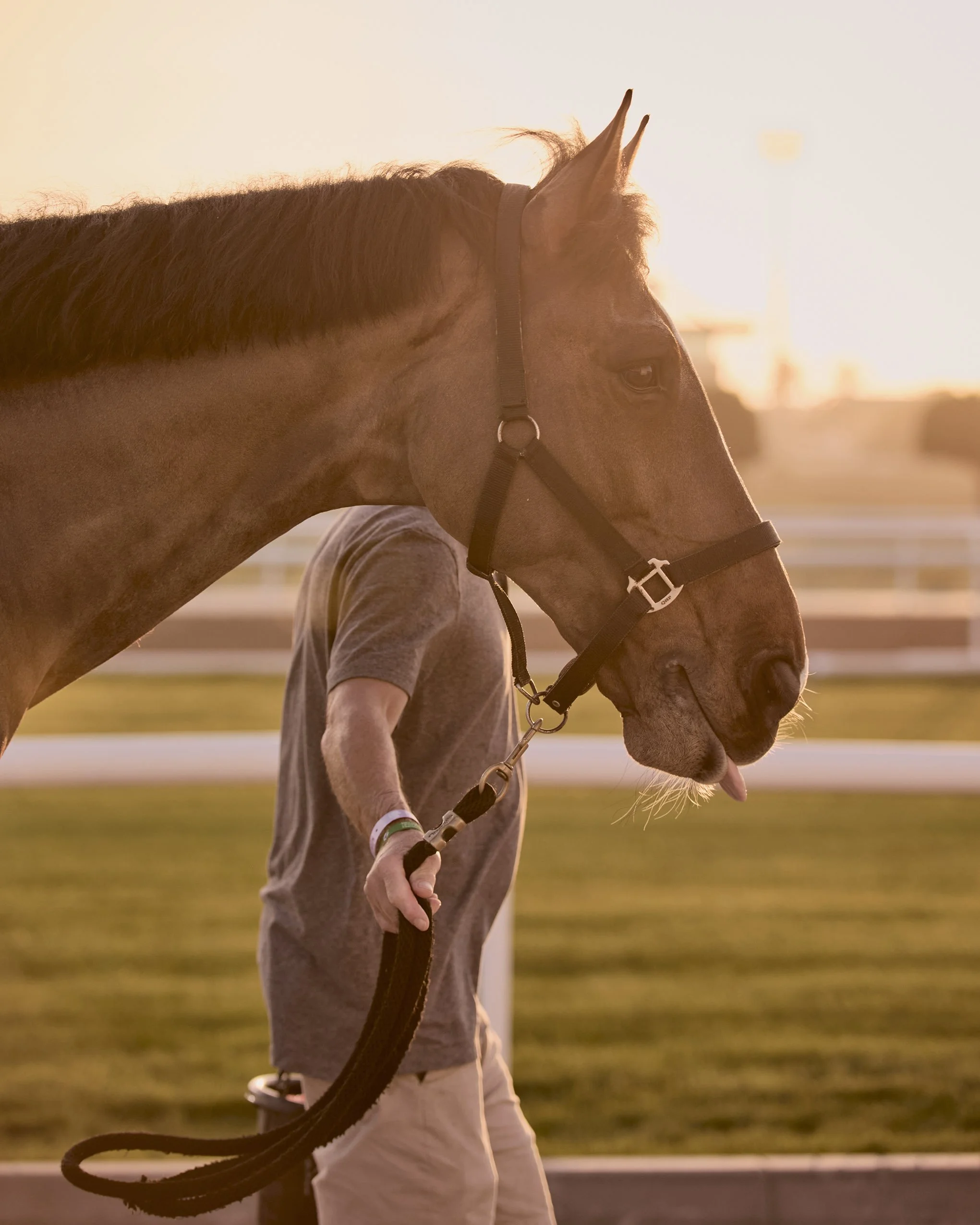 A walking horse pulling it's tongue out