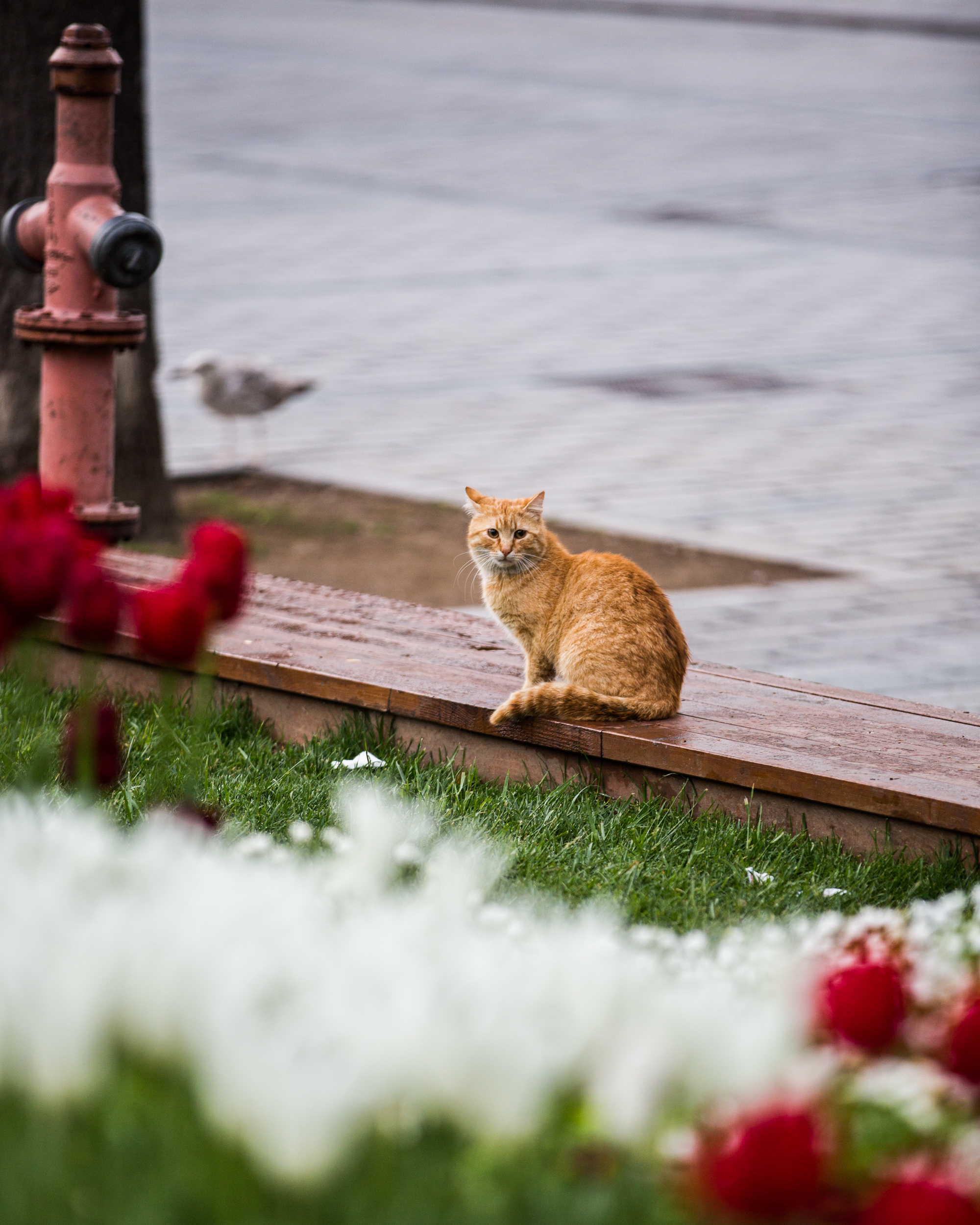 istanbul-86.jpg