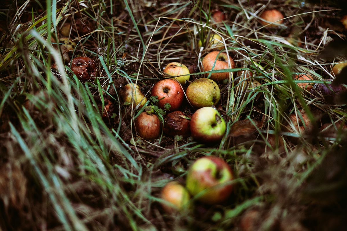 It's harvest time, but no one is picking these apples