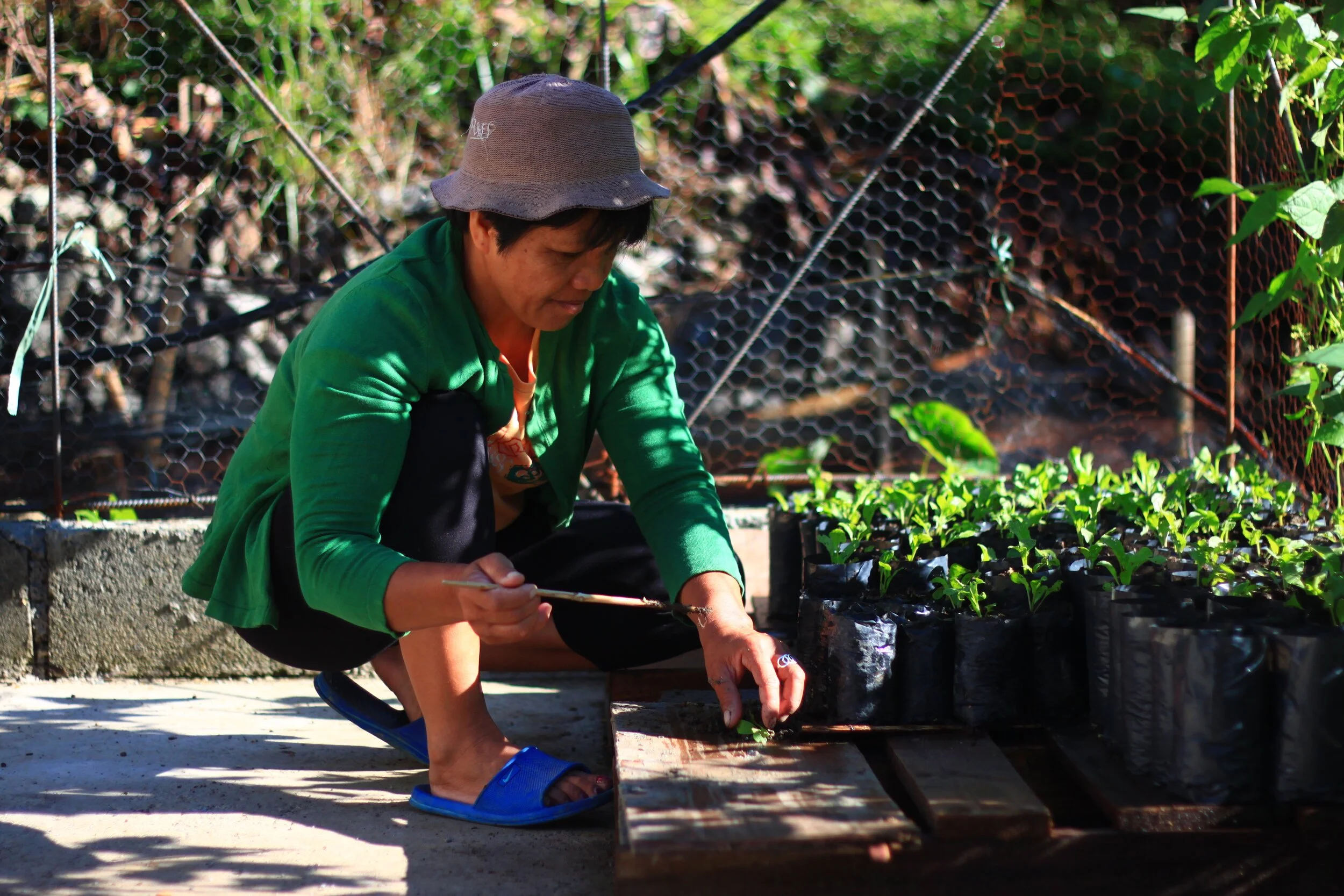 Auntie Asthrine tending the coffee seedlings