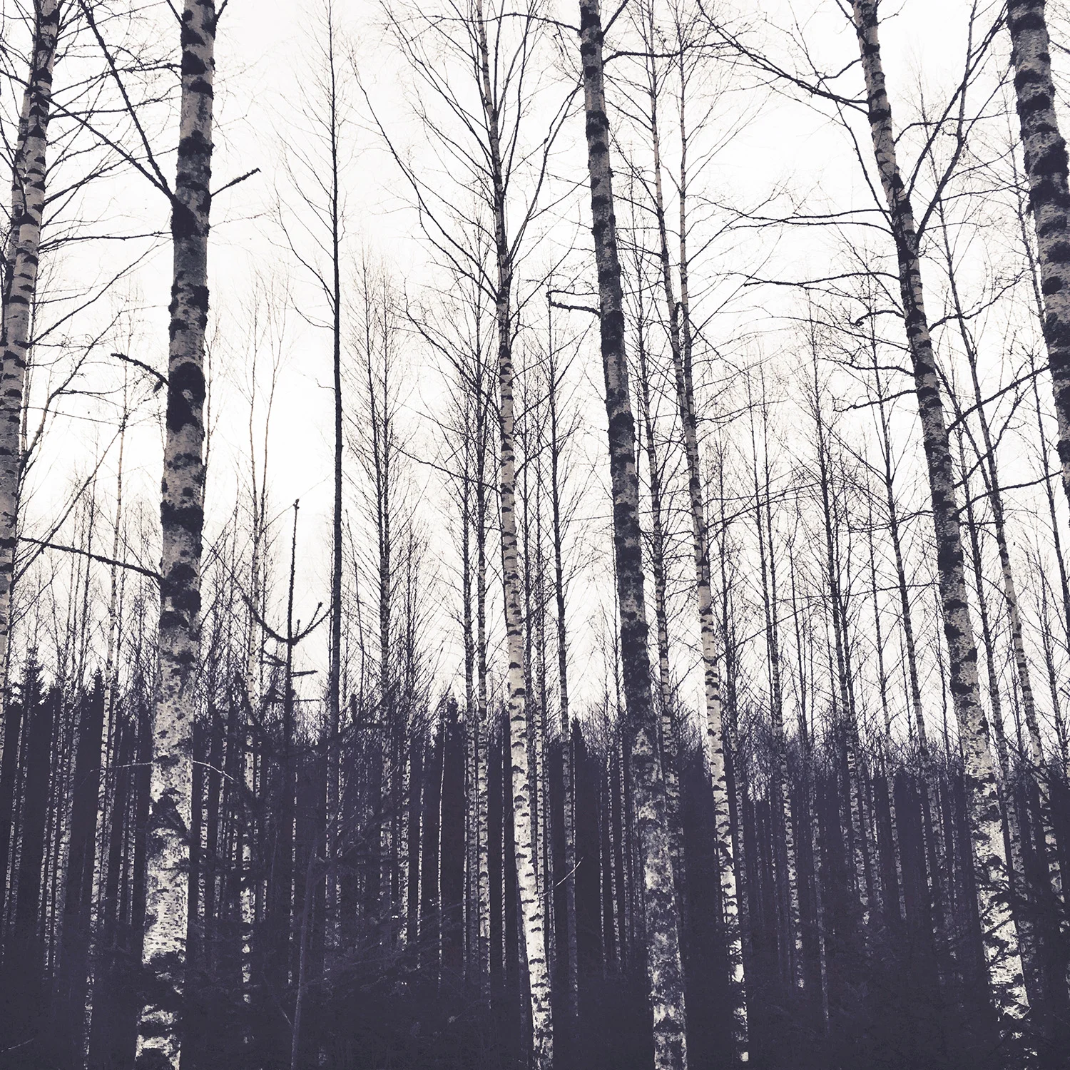 A scenery with birches. Korpilahti, Central Finland. 
