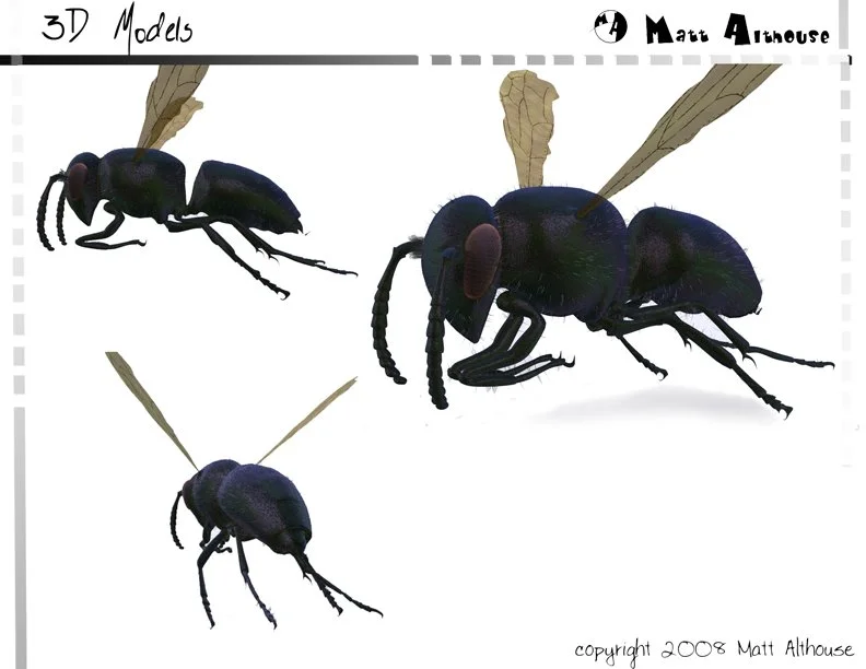 wasp.jpg