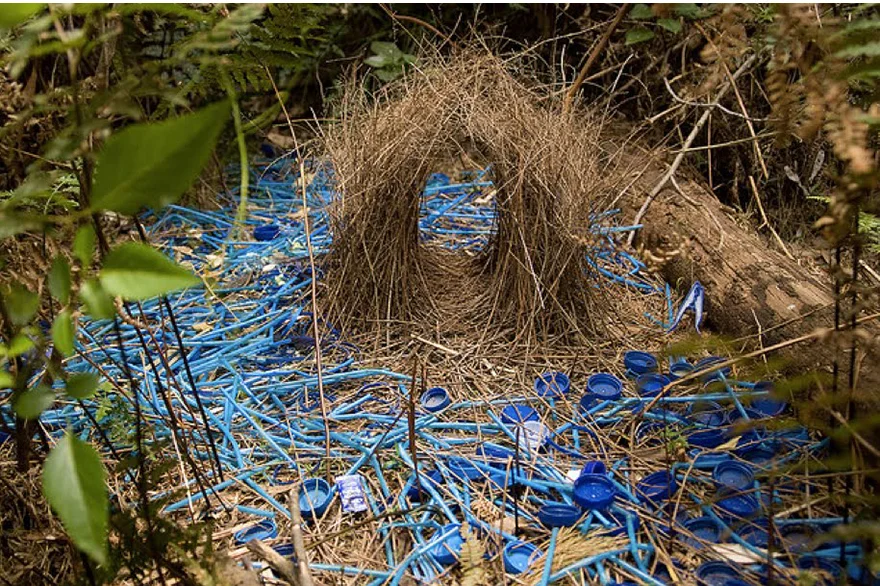 Satin-Bower-Bird-Nest-SML.jpg
