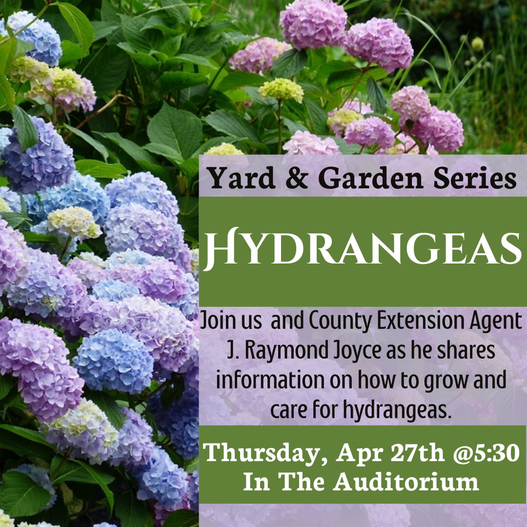 Yard and Garden Series: Hydrangeas