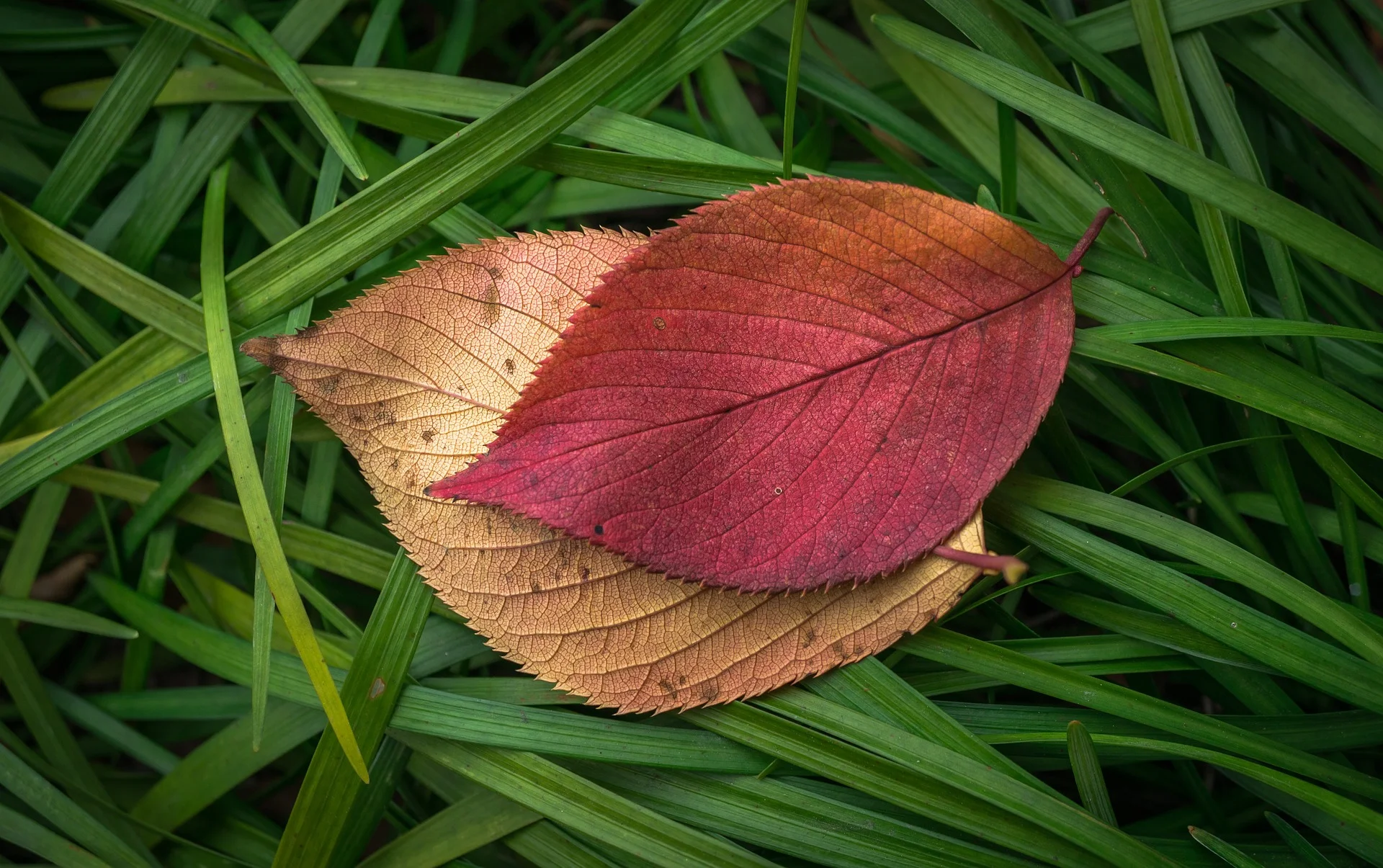 leaves-1821181_1920.jpg