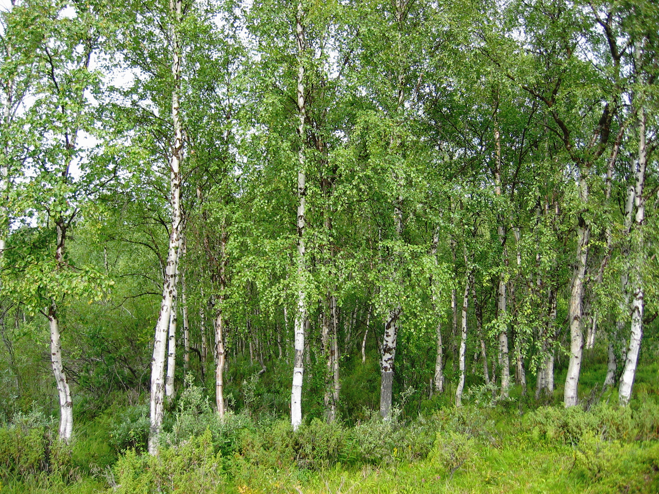 Birches in spring.jpg