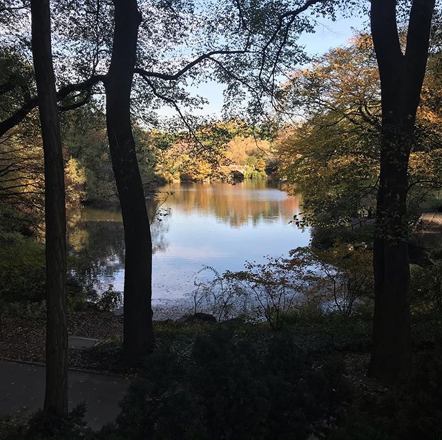 Danke schoen, darling, danke schoen
Save those lies, darling don't explain
I recall Central Park in fall
How you tore you dress, what a mess, my heart says danke schoen... another great day for a site visit #centralparkinfall #centralpark #avenueofth