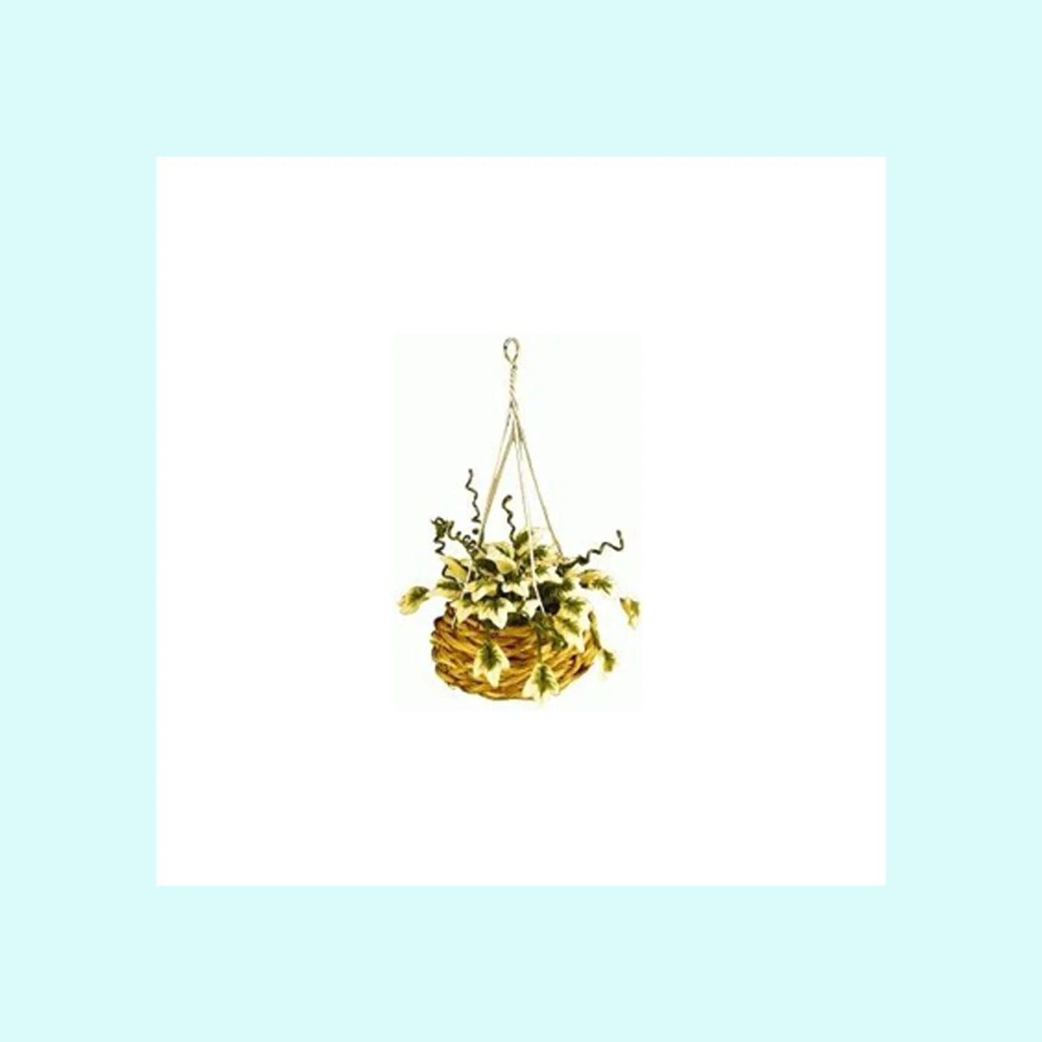 Hang_Bskt_Varigated_Ivy_A007.jpg