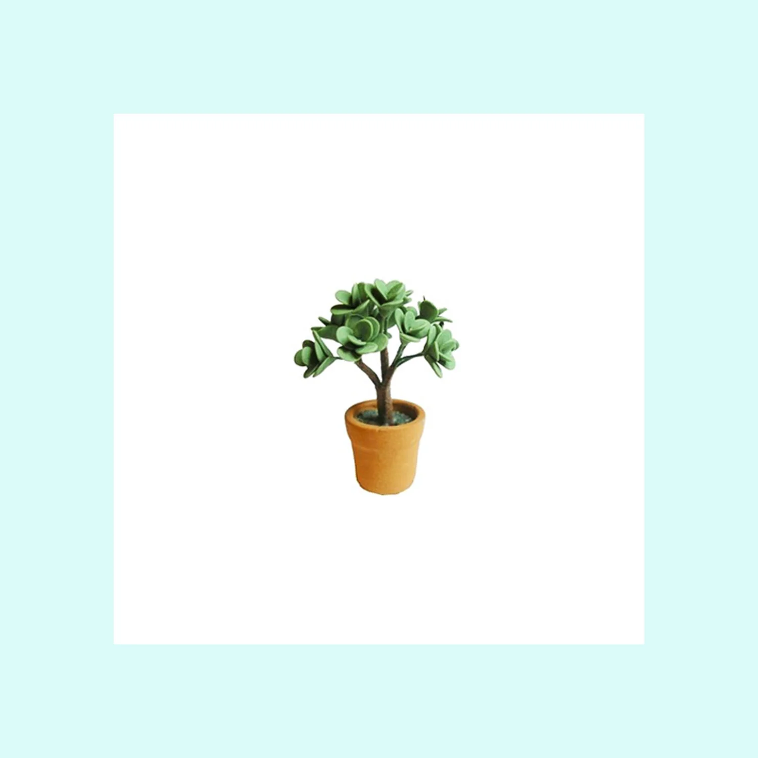 Jade_Plant_A1006.jpg