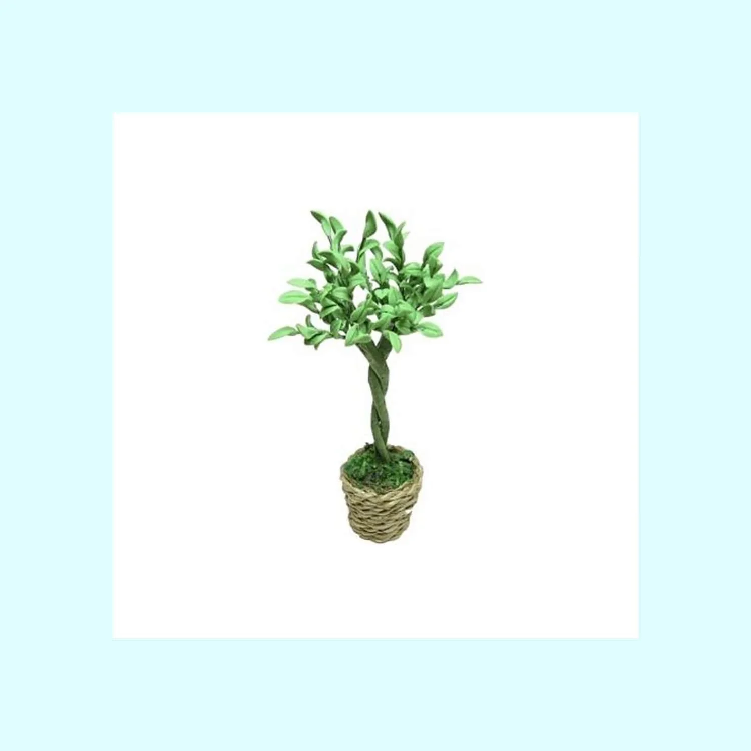Ficus Tree in Basket