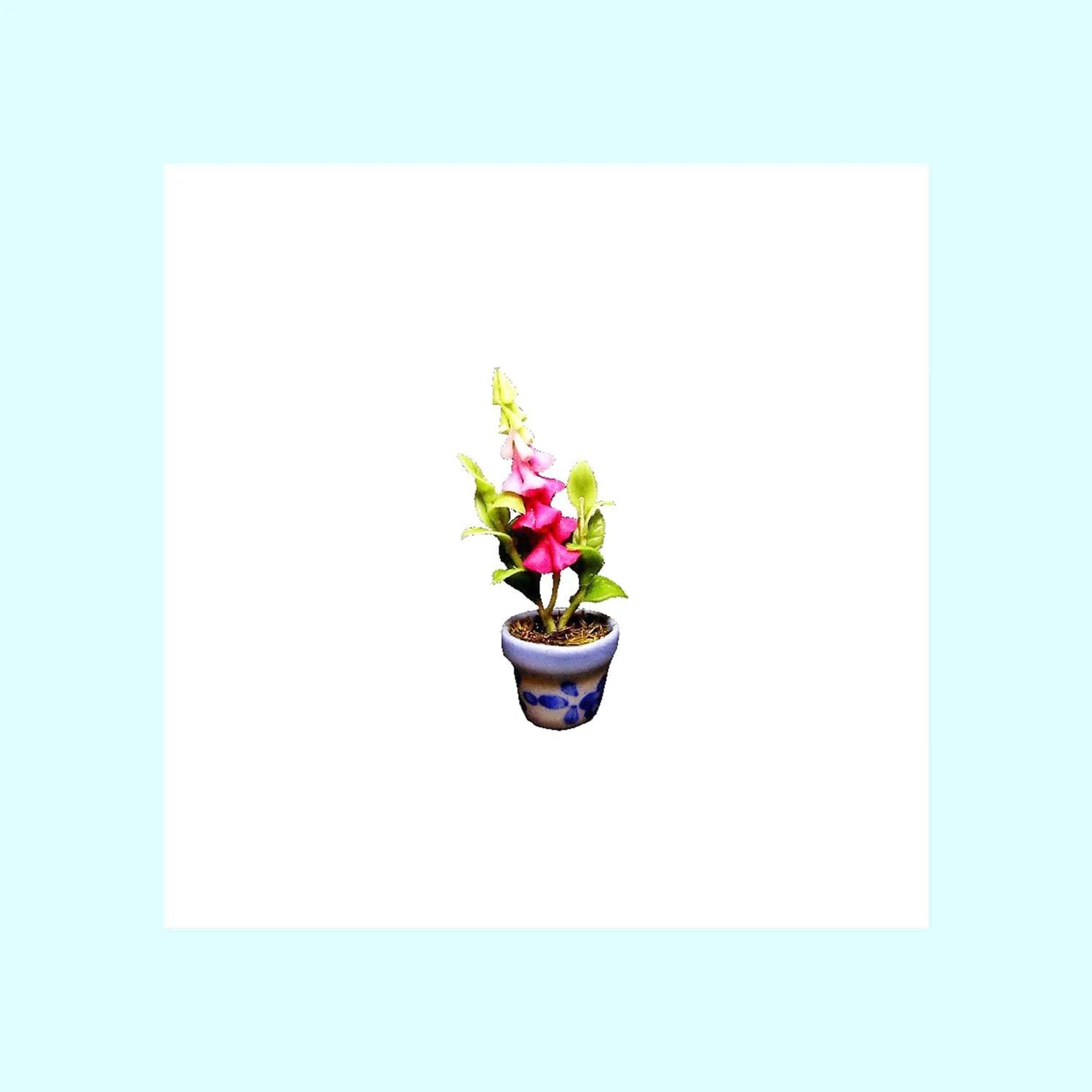 Foxglove Plant