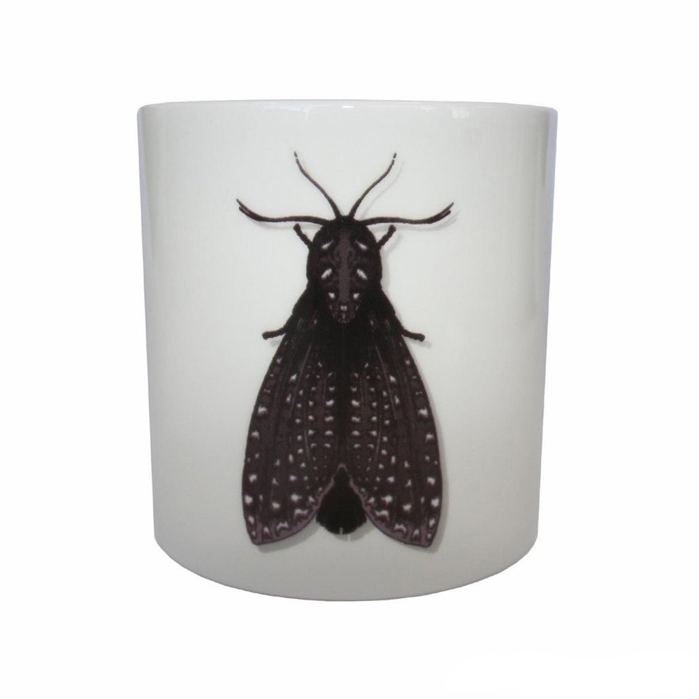 Atticus Moth | granite