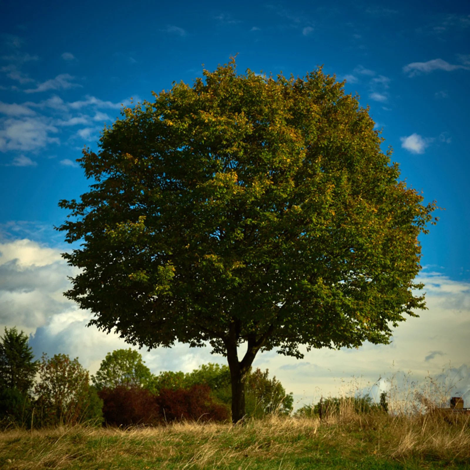 Locally summer