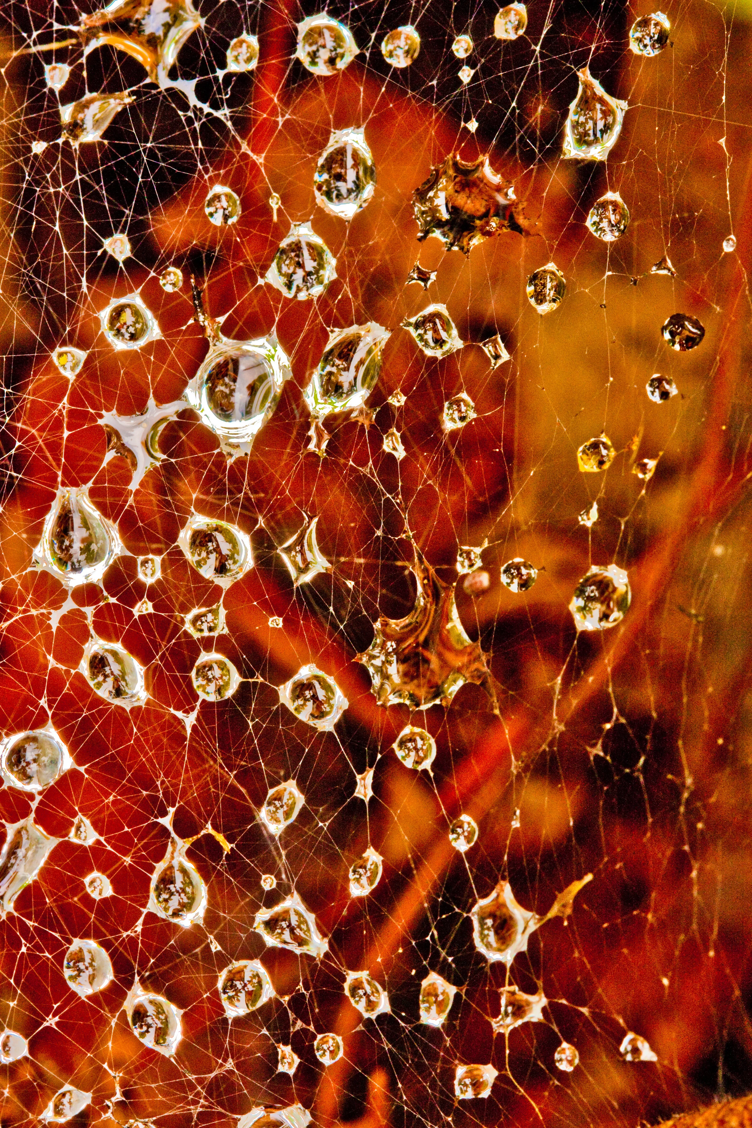 Web