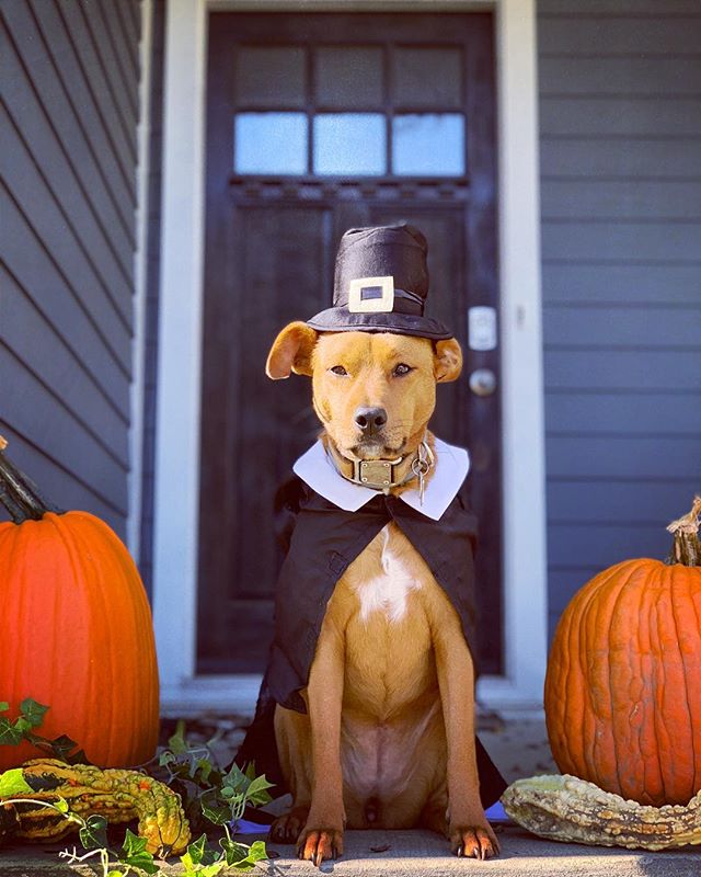 Hey LA friends, you’re heavy on our minds as we drive down to @thetroubadour today... we thought you could use a pick-me-up, so instead of another show flyer here’s a picture of Charlotte dressed as a pilgrim. Hope you are staying safe.