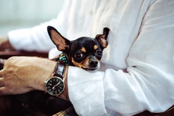 small_esa_dog.jpg