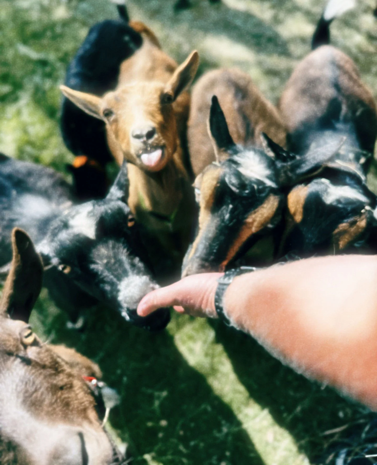That time we got to be the Beer Sponsor for Mandy's Farm's Derby Party! ⁠
⁠
If you've never been, you've got to...an absolute blast, goat races, food, drinks, auction, did we say GOATS? 🐐 And voted ABQ the Magazine's No. 1 charity event!⁠
⁠
All of t