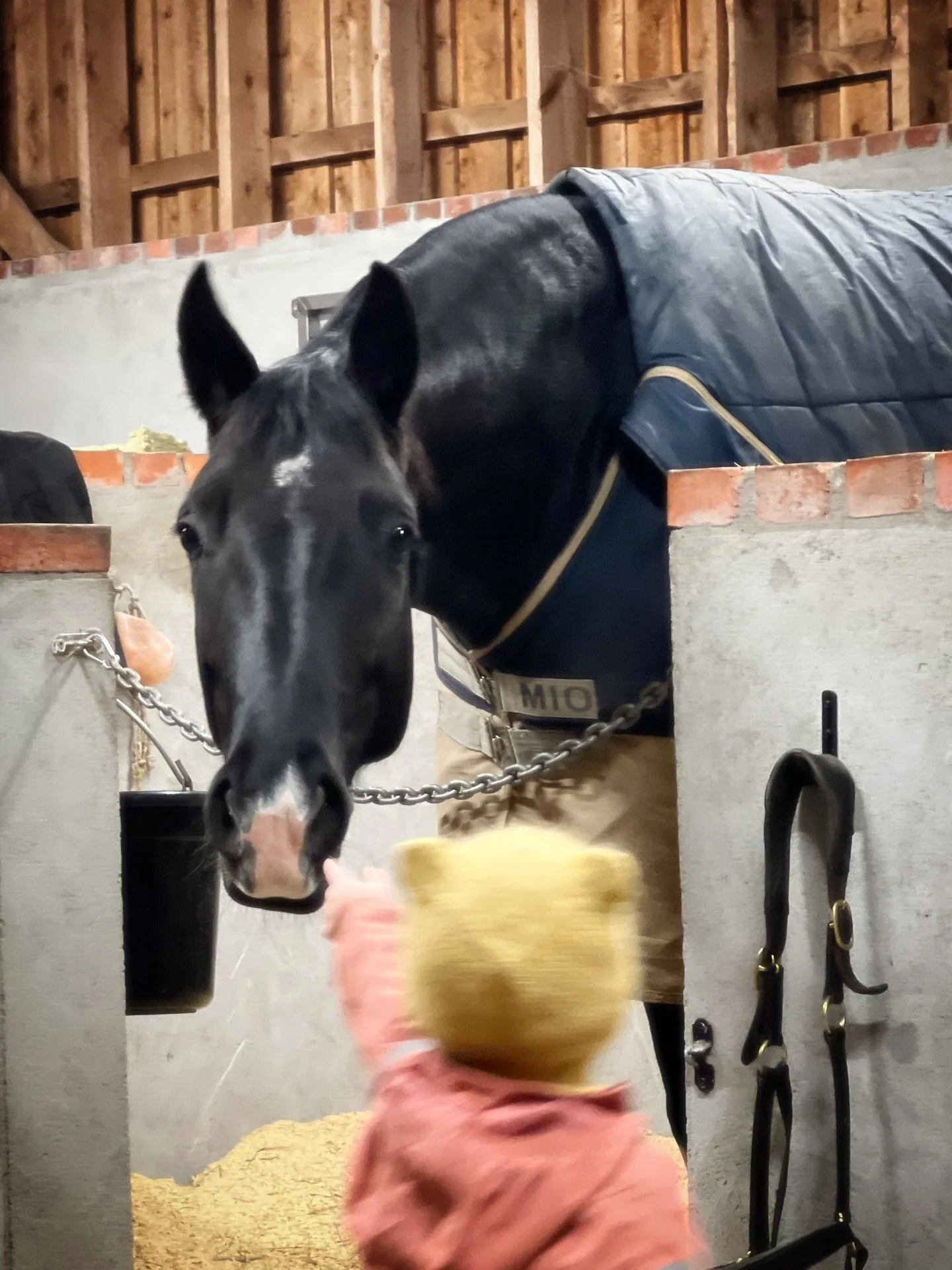 She shows her teddy bear how the horses eat grass 🤍
Watching with wonder, learning with joy.
Already in love with stable life 🐴

#FarmMoments #StableDays #LittleLearner #ValleFarm #CountryLife