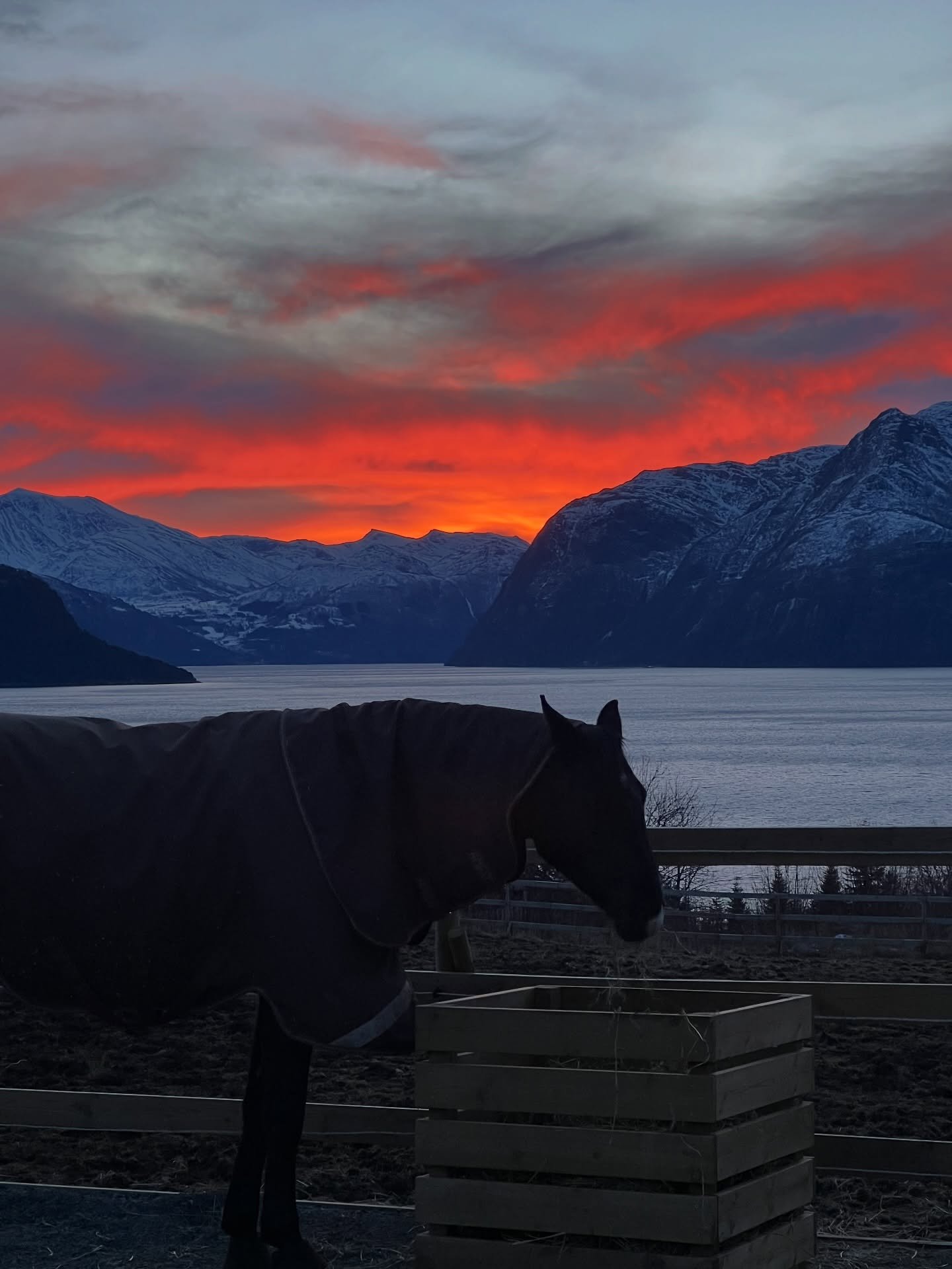 Winter moments from Heimgar.
Cold mornings, warm breath from the horses, red skies over the fjord.

The best winter in living memory, they say.
We are simply thankful to live right in the middle of it.

&hellip;

#Heimgar #FarmLifeMoments #FjordView 