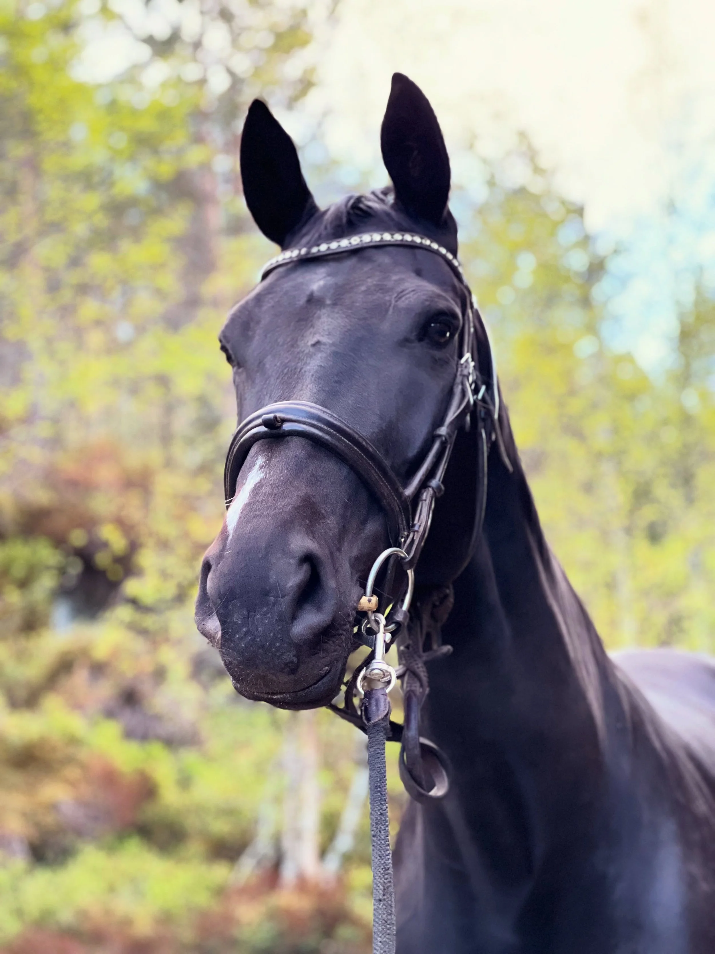 This week the girls had a day off from carrying riders on their backs.
So @livingebjorg and I walked instead, leading Wilja and Didi on a long mountain trail through the forest. No pressure, no training &mdash; just fresh air, long reins and the quie