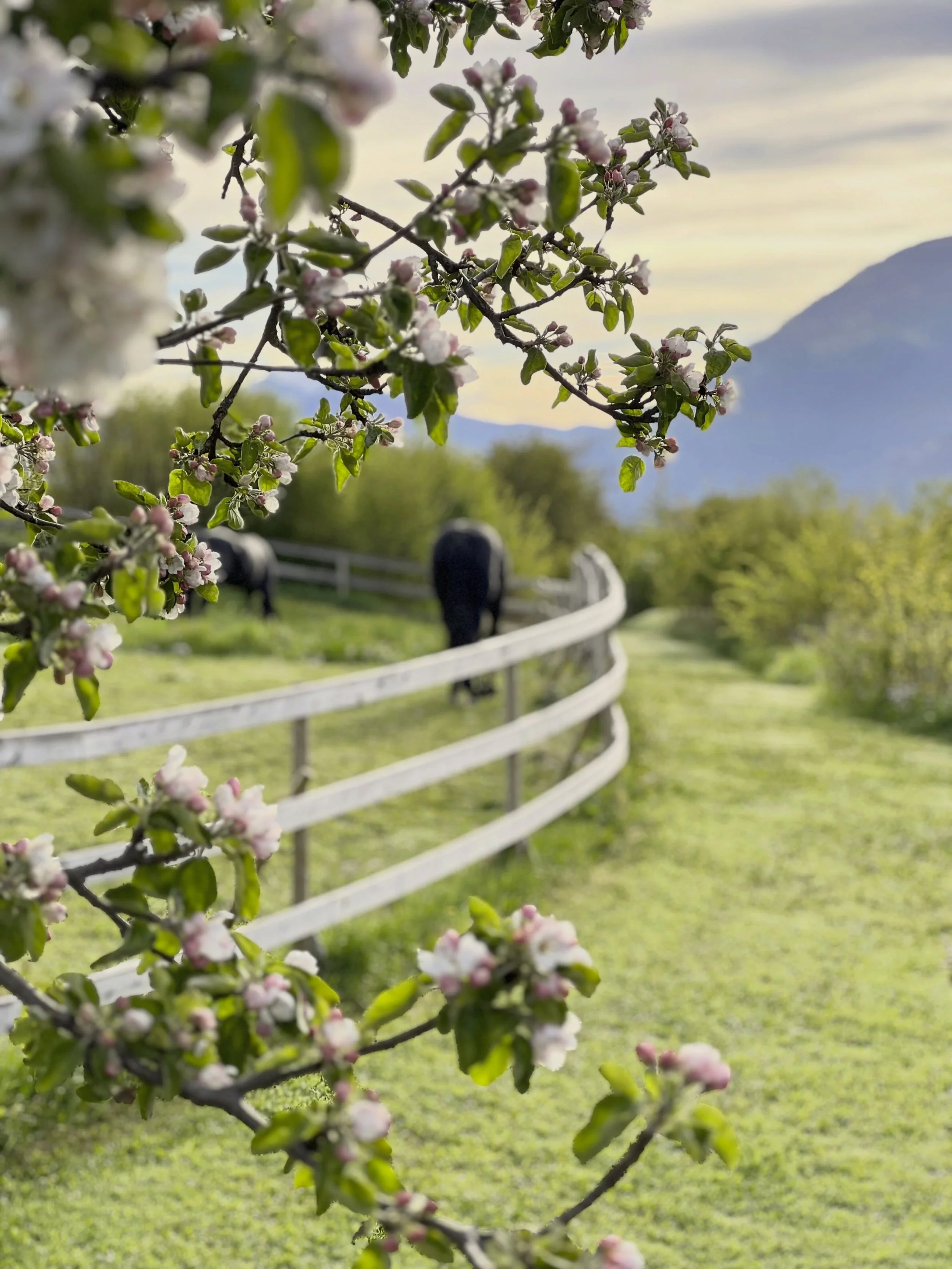 The apple trees are finally in bloom &mdash; just in time for the wedding at the farm 🌸

#appleblossom #farmwedding #norwegianfarm #fjordlife #heimgar
