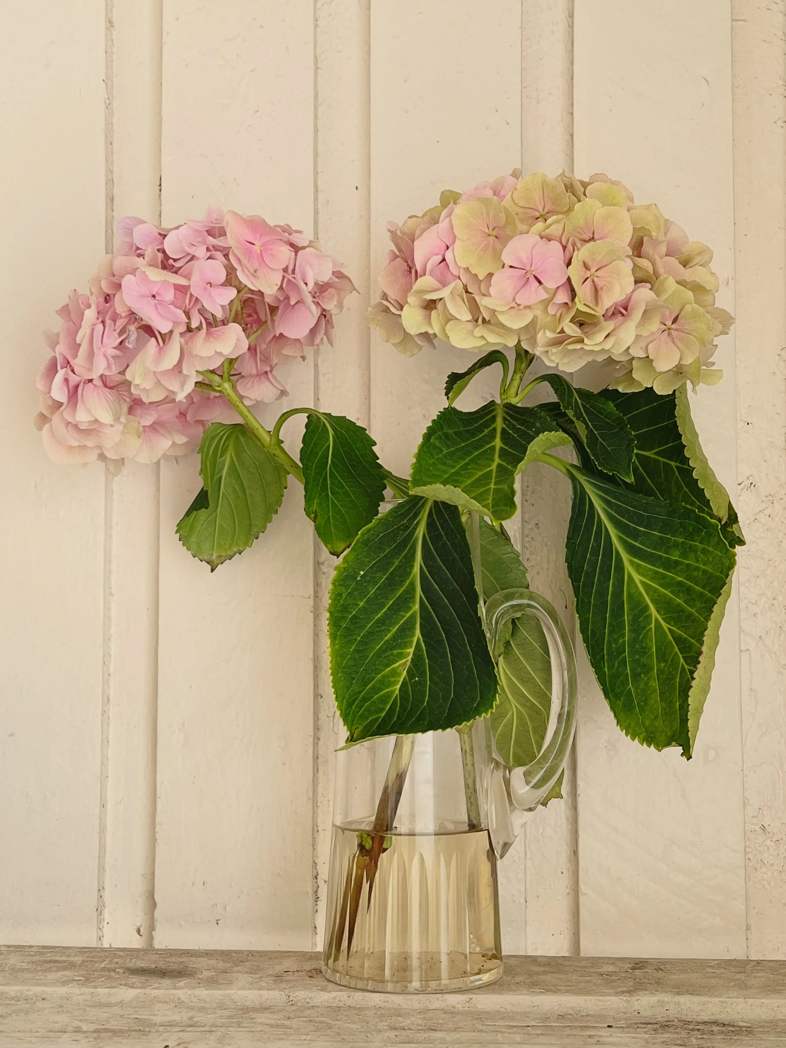 Disse vakre hortensiaene fikk jeg av datteren min 20. september, og se hvor fine de fortsatt er &ndash; en hel m&aring;ned senere!

Hemmeligheten er rett og slett &aring; oppbevare dem kj&oslash;lig. Hortensia trives godt med lave temperaturer, og de