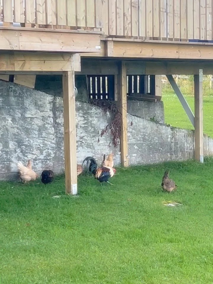 Sometimes the sweetest moments happen when no one is watching. ( see slide 3 ) 

Last week we welcomed a little flock of bantam hens to the farm. They are already laying eggs, which couldn&rsquo;t have come at a better time, as our own young flock st