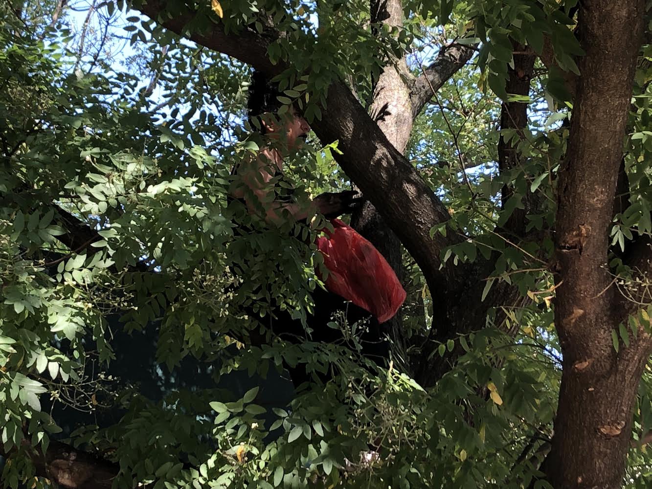  La Vereada (the beating of the fruit trees) Mónica Palma in second daytime    