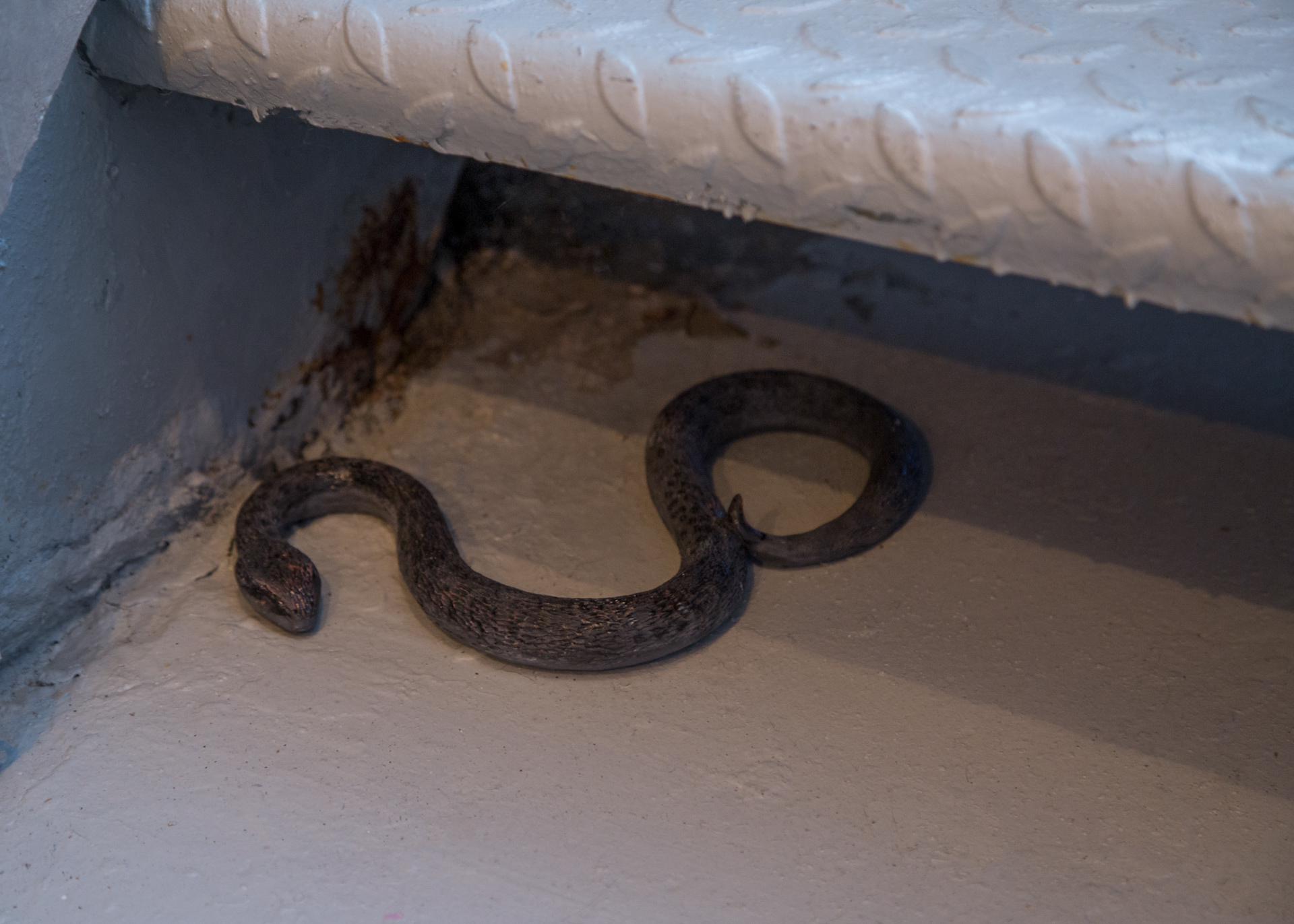  Detail of ceramic snake hiding under gallery entry stairs. 