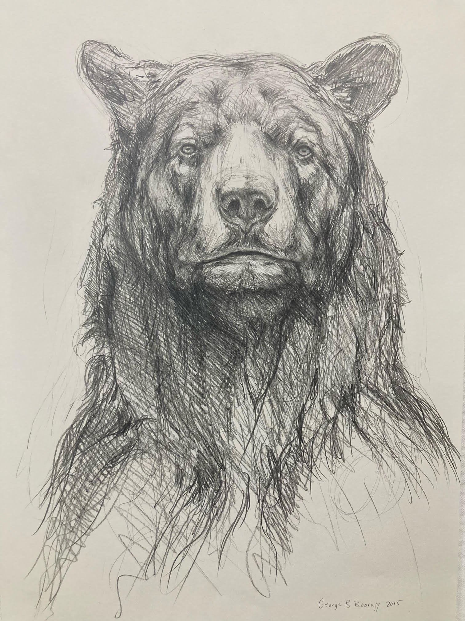   George Boorujy ,  Bear study , 2015, pencil on paper, 18 x 12" 