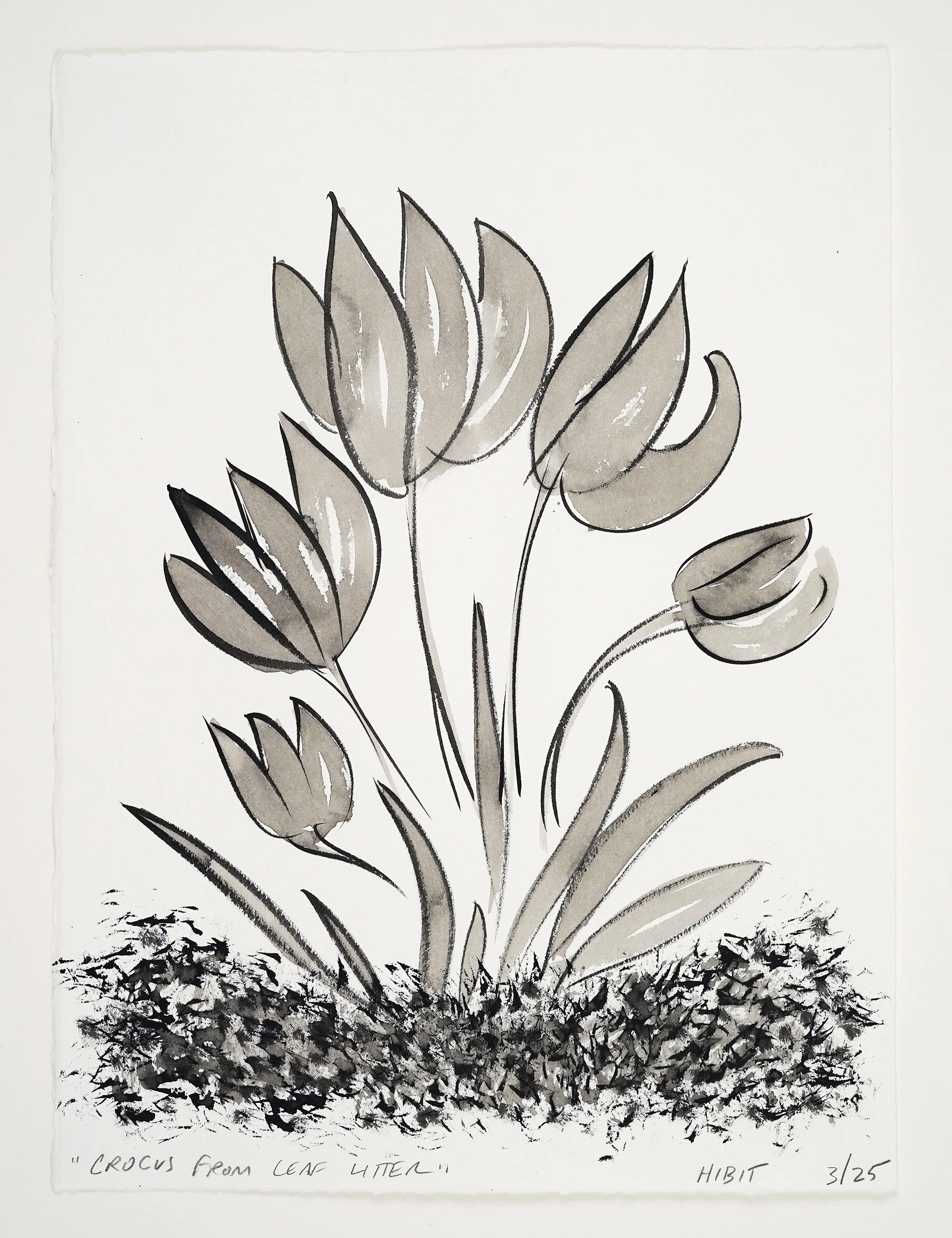 Crocus_from_Leaf_Litter_Lo_Res.jpg