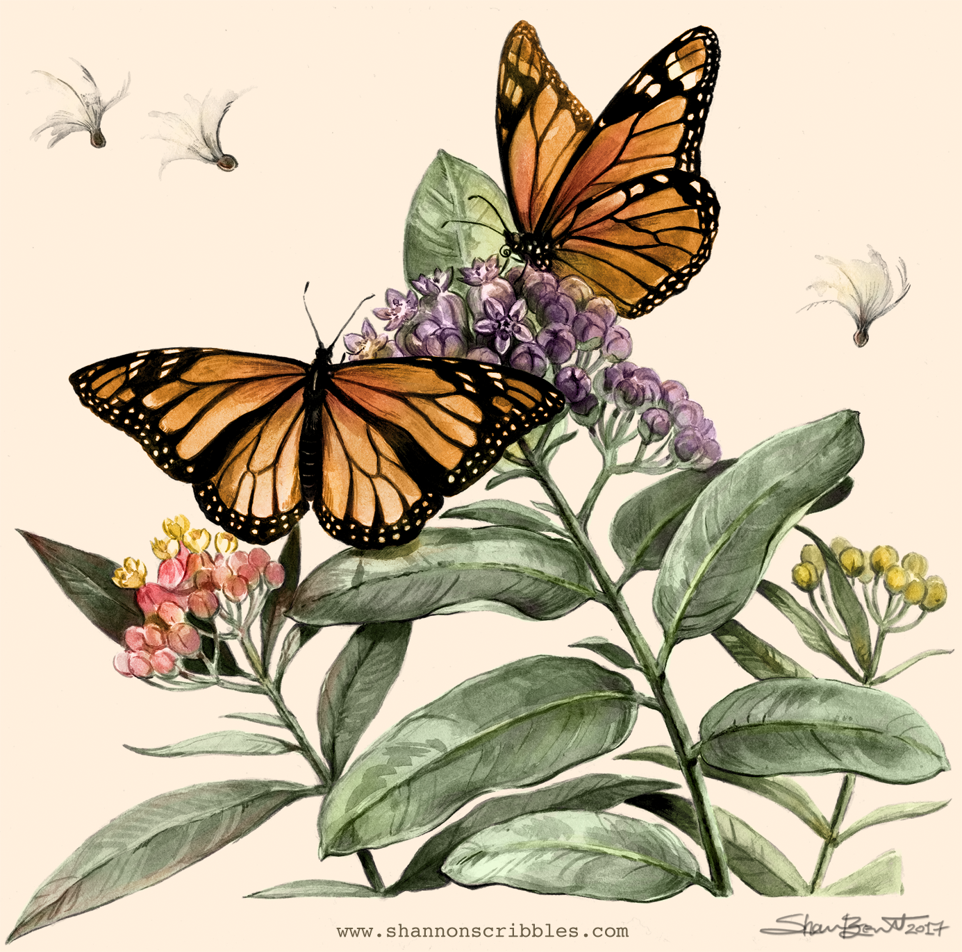 Monarchs & Milkweeds