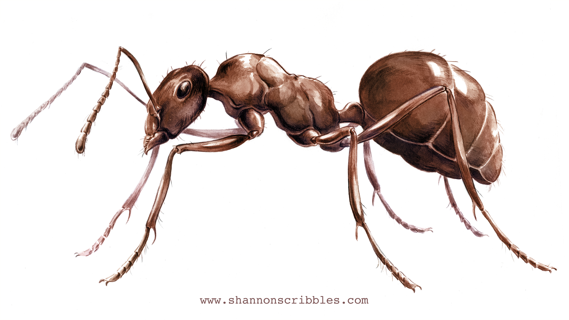 Ant a Trillion!