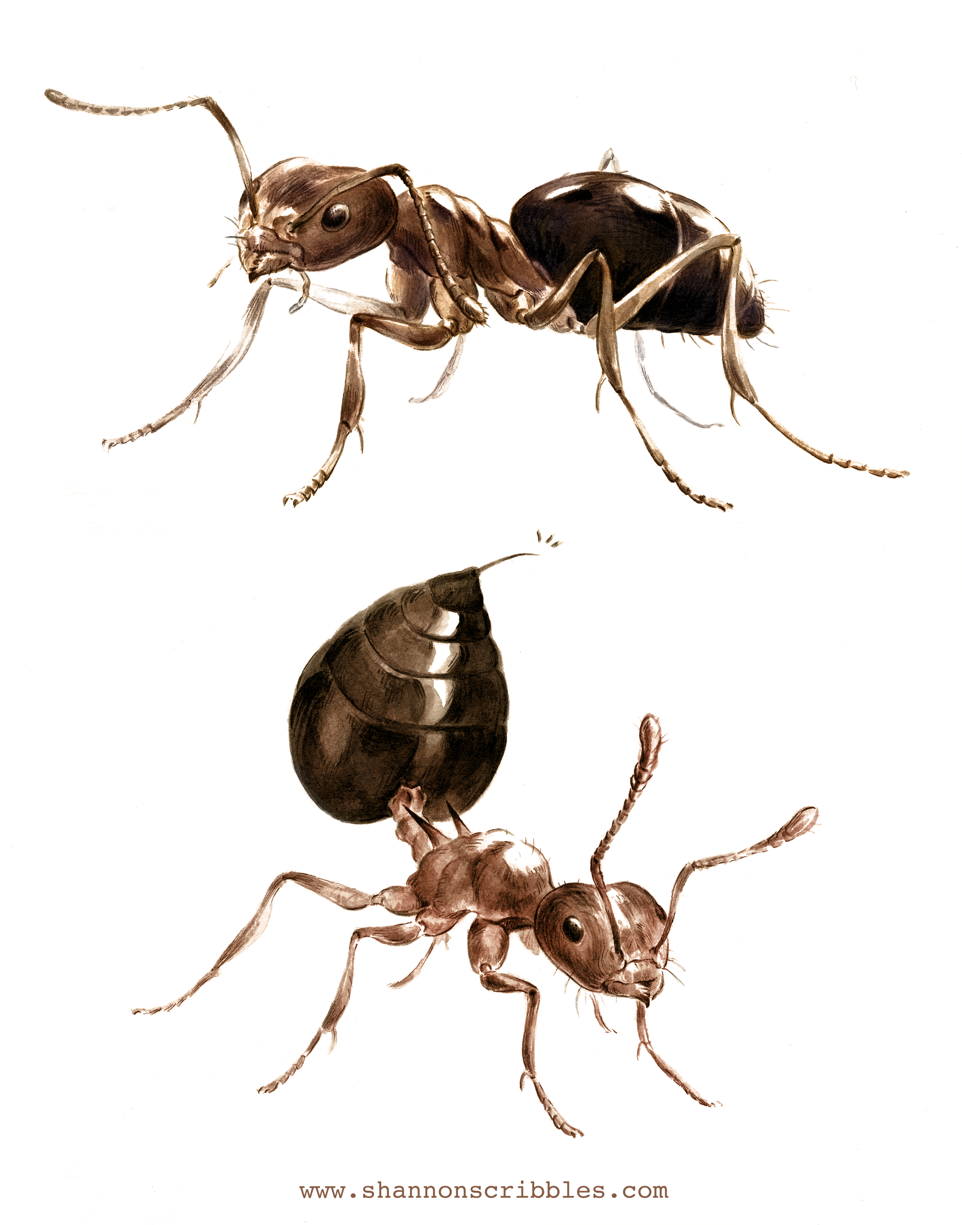 Ants a Trillion!