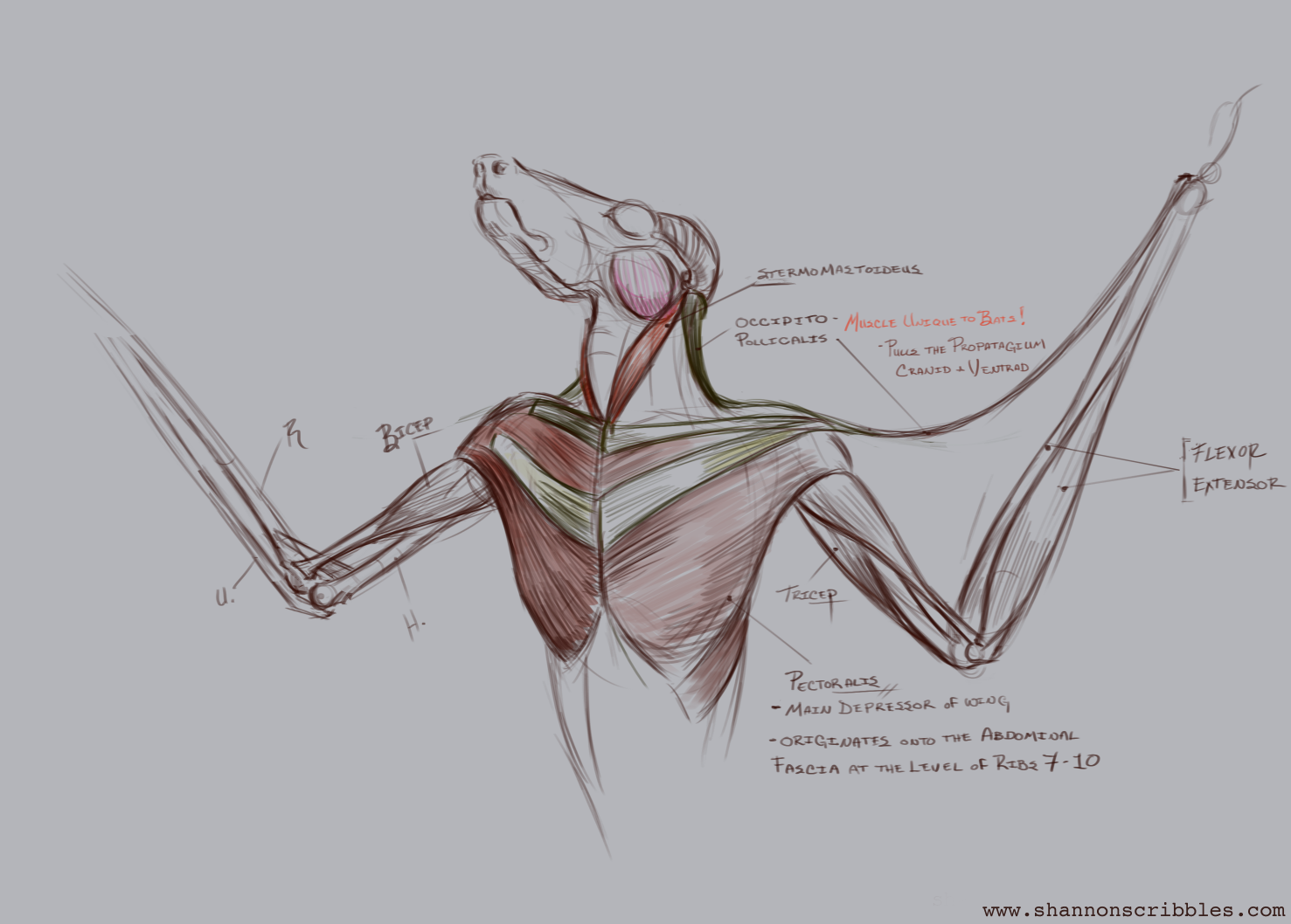 FruitBat_Anterior-Muscle.png