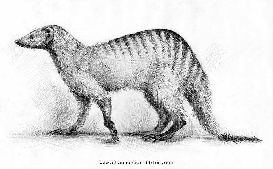 Banded Mongoose