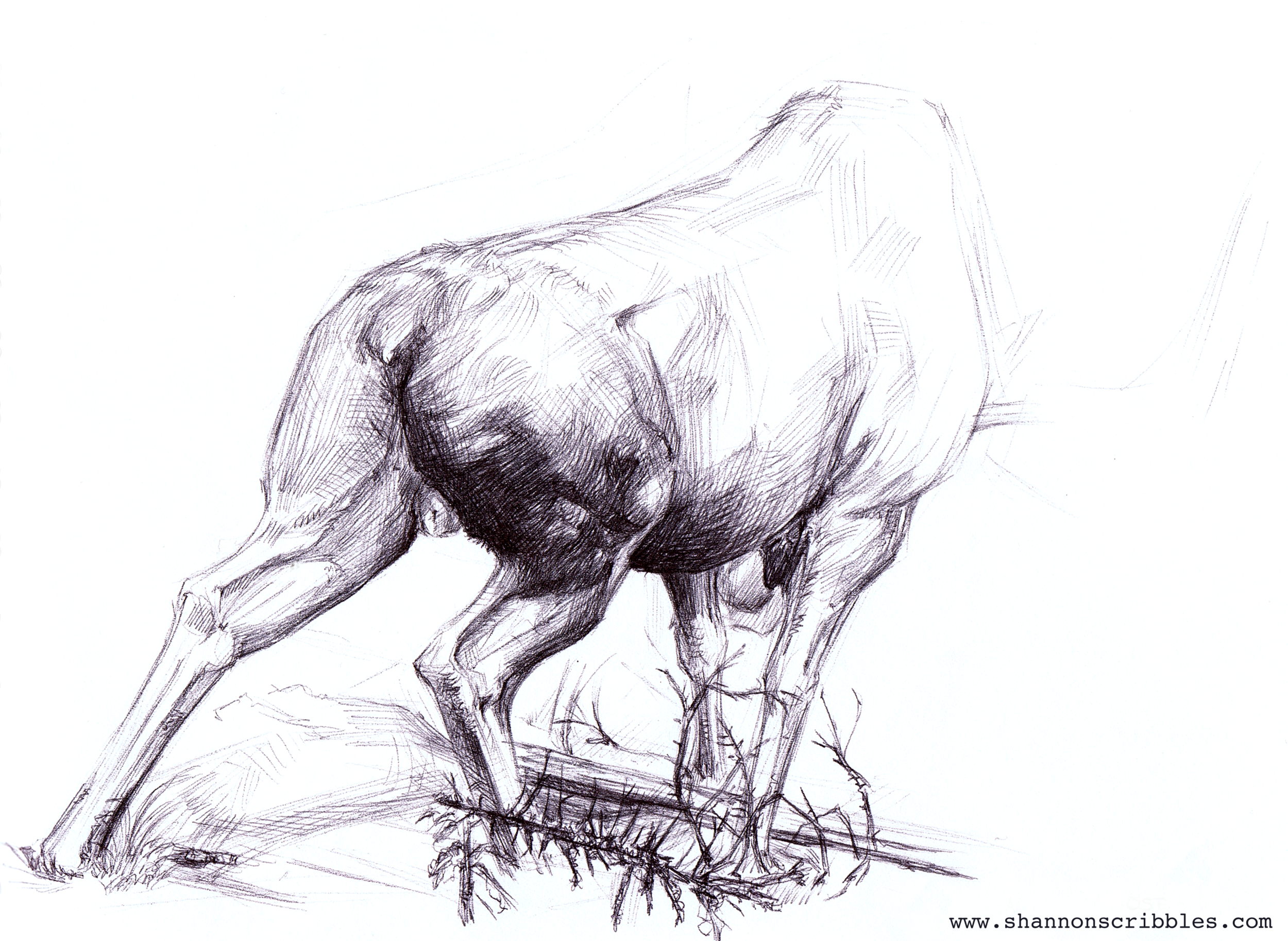 Alaska-Moose_Sketch.png