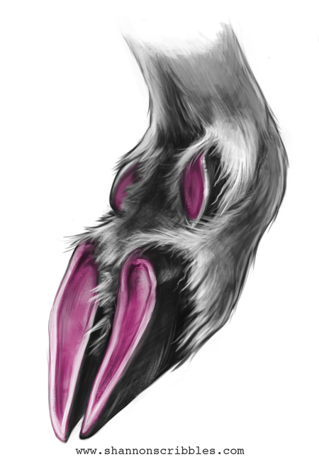 Pyrenean Chamois Hoof
